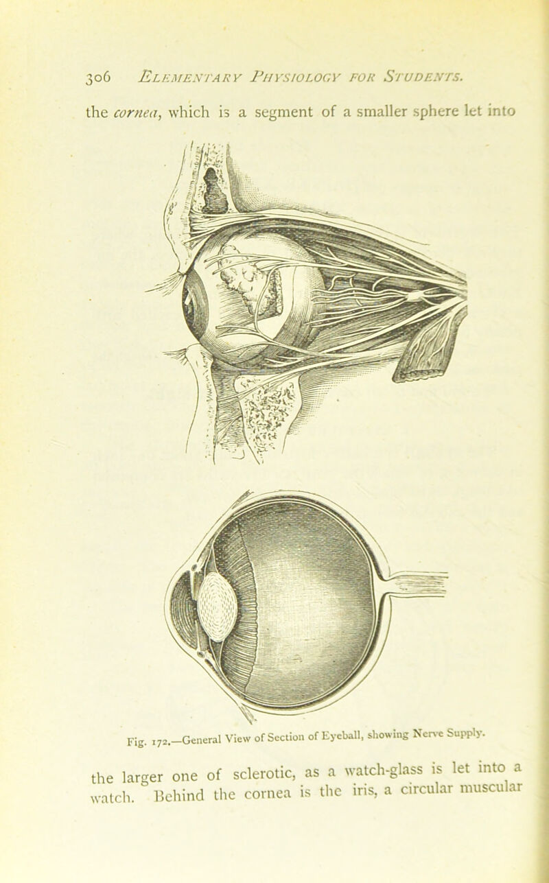 the cornea, which is a segment of a smaller sphere let into Fig. ,72._General View of Section of Eyeball, showing Ncn-e Supply. the larger one of sclerotic, as a watch-glass is let into a watcli. llehind the cornea is the iris, a circular muscular