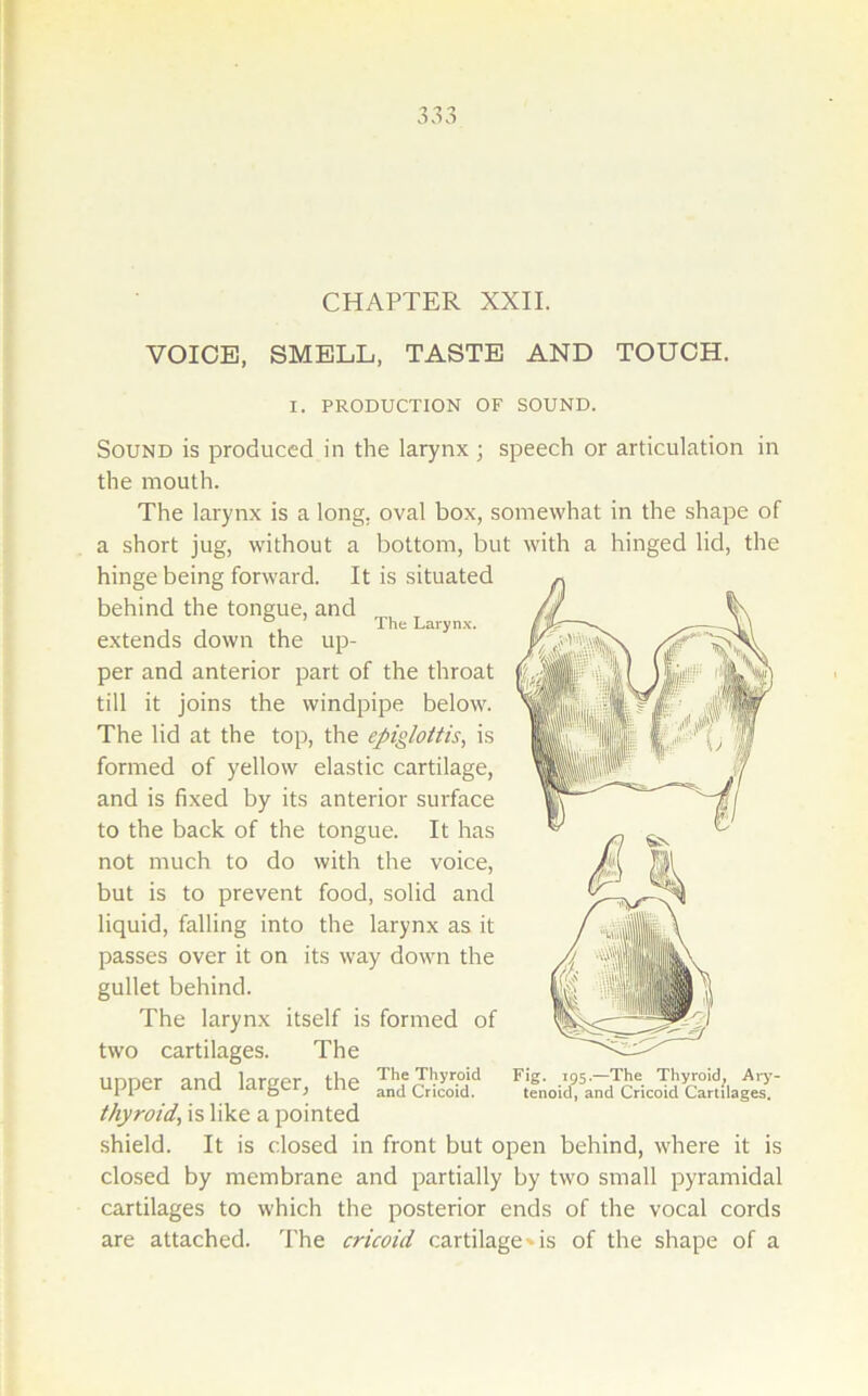 CHAPTER XXII. VOICE, SMELL, TASTE AND TOUCH. I. PRODUCTION OF SOUND. Sound is produced in the larynx ; speech or articulation in the mouth. The larynx is a long, oval box, somewhat in the shape of a short jug, without a bottom, but with a hinged lid, the hinge being forward. It is situated behind the tongue, and , , ’ The Larynx. extends down the up- per and anterior part of the throat till it joins the windpipe below. The lid at the top, the epiglottis, is formed of yellow elastic cartilage, and is fixed by its anterior surface to the back of the tongue. It has not much to do with the voice, but is to prevent food, solid and liquid, falling into the larynx as it passes over it on its way down the gullet behind. The larynx itself is formed of two cartilages. The upper and larger, the thyroid, is like a pointed shield. It is closed in front but open behind, where it is closed by membrane and partially by two small pyramidal cartilages to which the posterior ends of the vocal cords are attached. The cricoid cartilage'is of the shape of a Fig. 195.—The Thyroid^ Ar>’- tenoid, and Cricoid Cartilages.