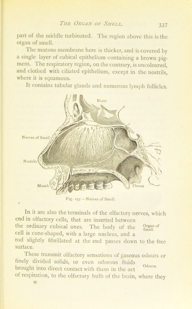 The Organ of Smell. part of the middle turbinated. The region above this is the organ of smell. The mucous membrane here is thicker, and is covered by a single layer of cubical epithelium containing a brown pig- ment. The respiratory region, on the contrary, is uncoloured, and clothed with ciliated epithelium, except in the nostrils, where it is squamous. It contains tubular glands and numerous lymph follicles. Fig. 197.—Nerves of Smell. In it are also the terminals of the olfactory nerves, which end in olfactory cells, that are inserted between the ordinary cubical ones. The body of the cell is cone-shaped, with a large nucleus, and a rod slightly fibrillated at the end passes down to the free surface. These transmit olfactory sensations of gaseous odours or finely divided solids, or even odorous Iluids brought into direct contact with them in the act of respiration, to the olfactory bulb of the brain, where they w