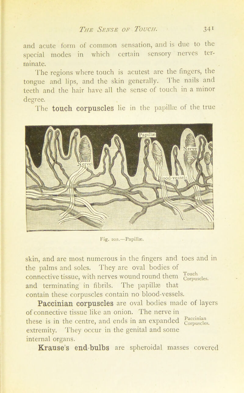 and acute form of common sensation, and is due to the special modes in which certain sensory nerves ter- minate. 'I'he regions wlicre touch is acutest are the fingers, the tongue and lips, and the skin generally. 'I'he nails and teeth and the hair have all the sense of touch in a minor degree. The touch corpuscles lie in the papillte of the true Fig, 202.—Papillae. skin, and are most numerous in the fingers and toes and in the palms and soles. They are oval bodies of connective tissue, with nerves w'ound round them corpuscles, and terminating in fibrils. The papillse that contain these corpuscles contain no blood-vessels. Paccinian corpuscles are oval bodies made of layers of connective tissue like an onion. The nerve in these is in the centre, and ends in an expanded COTpscie.s. extremity, 'i'hey occur in the genital and some internal organs. Krause’s end-bulbs are spheroidal masses covered