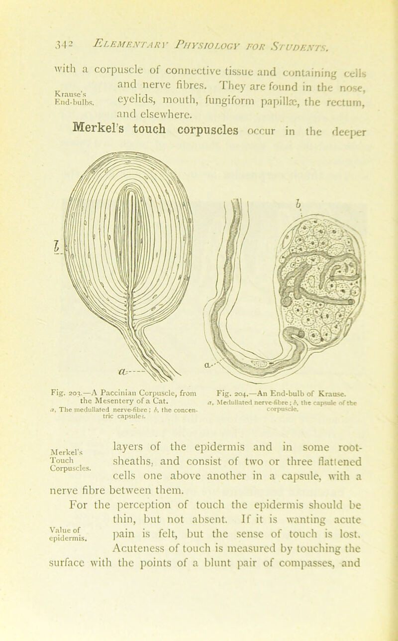 witli a corpuscle of connective tissue and containing cells ^ and nerve fibres. They are found in the nose, Kncl-buibs. eyelids, mouth, fungiform papilla;, the rectum, and elsewhere. Merkel’s touch corpuscles occur in the deei>er i7. The inedullated nerve-fibre ; the conccn- trie capsule?. Fig. 204.—An End-bulb of Kraufte. a, Mertullateci ner^'e-fibre; h, the capsule of the corpuscle. Merkel's Touch Corpuscles. layers of the epidermis and in some root- sheaths, and consist of two or three flattened cells one above another in a capsule, with a nerve fibre between them. For the perception of touch the epidermis should be thin, but not absent. If it is wanting acute ypidei-m'is. sense of touch is lost. Acuteness of touch is measured by touching the surface with the points of a blunt pair of compasses, and