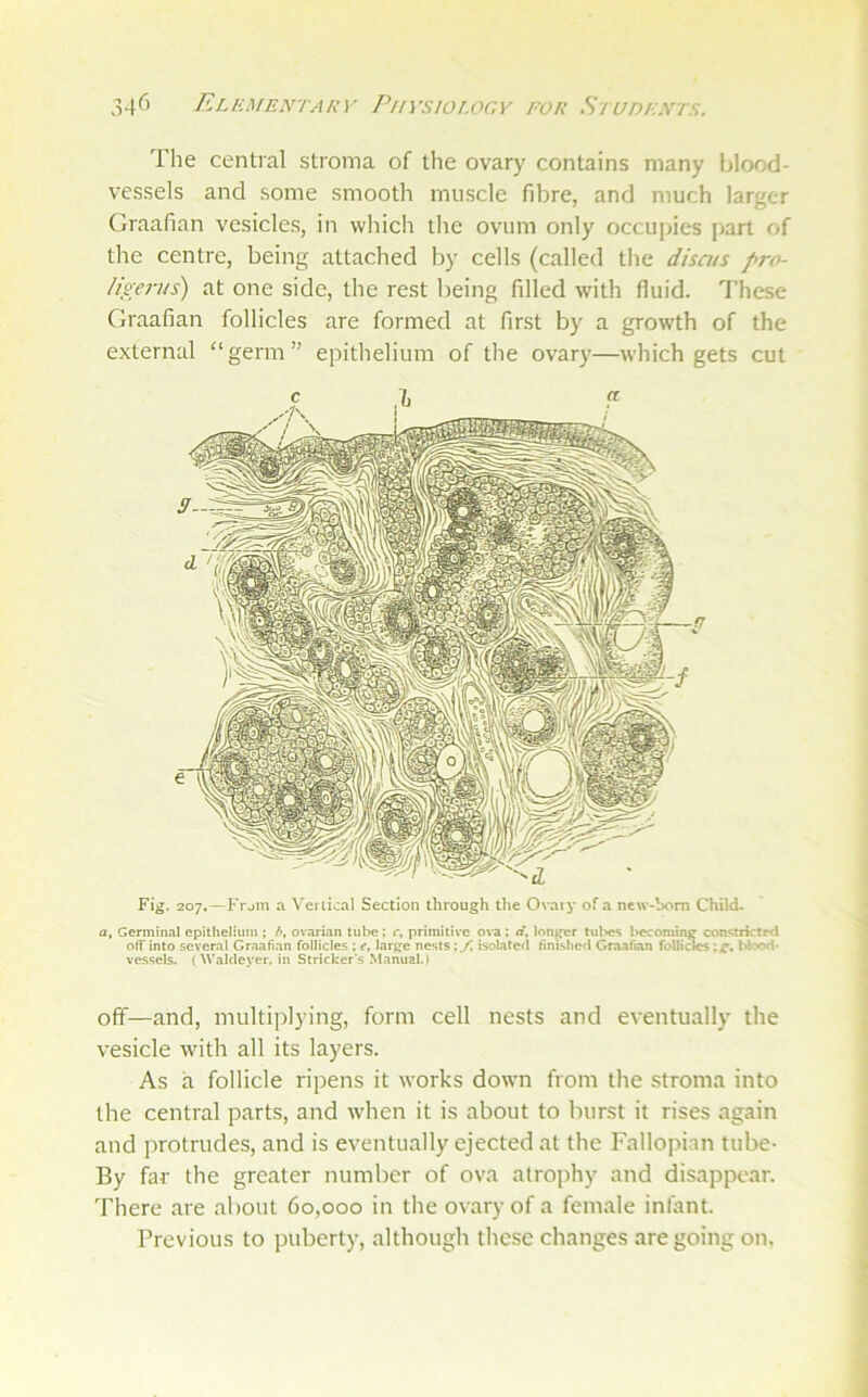 Elementakv Piivsioi.ocy for Siupextr. The central stroma of the ovary contains many Ijlood- vessels and some smooth muscle fibre, and much larger Graafian vesicles, in which the ovum only occiijiies part of the centre, being attached by cells (called the discus pro- lis'erus) at one side, the rest being filled with fluid. 7'hese Graafian follicles are formed at first by a growth of the external “germ epithelium of the ovary—which gets cut Fi^. 207.—Frjin a Vei lical Section through the Ovary of a new-born Child. a, Germinal epithelium ; b, ovarian tube: r, primitive ova; d, longer tubes liecoming' constricte<1 off into several Graafian follicles : e, large nests :./i isolated tlmshc<l Graafian folliocs blood- vessels. (Walcleyer, in Strieker’s Manual.) off—and, multiplying, form cell nests and eventually the vesicle with all its layers. As a follicle ripens it works down from the stroma into the central parts, and w'hen it is about to burst it rises again and protrudes, and is eventually ejected at the Fallopian tube- By far the greater number of ova atrophy and disappear. There are about 60,000 in the ovary of a female infant. Previous to puberty, although these changes are going on.