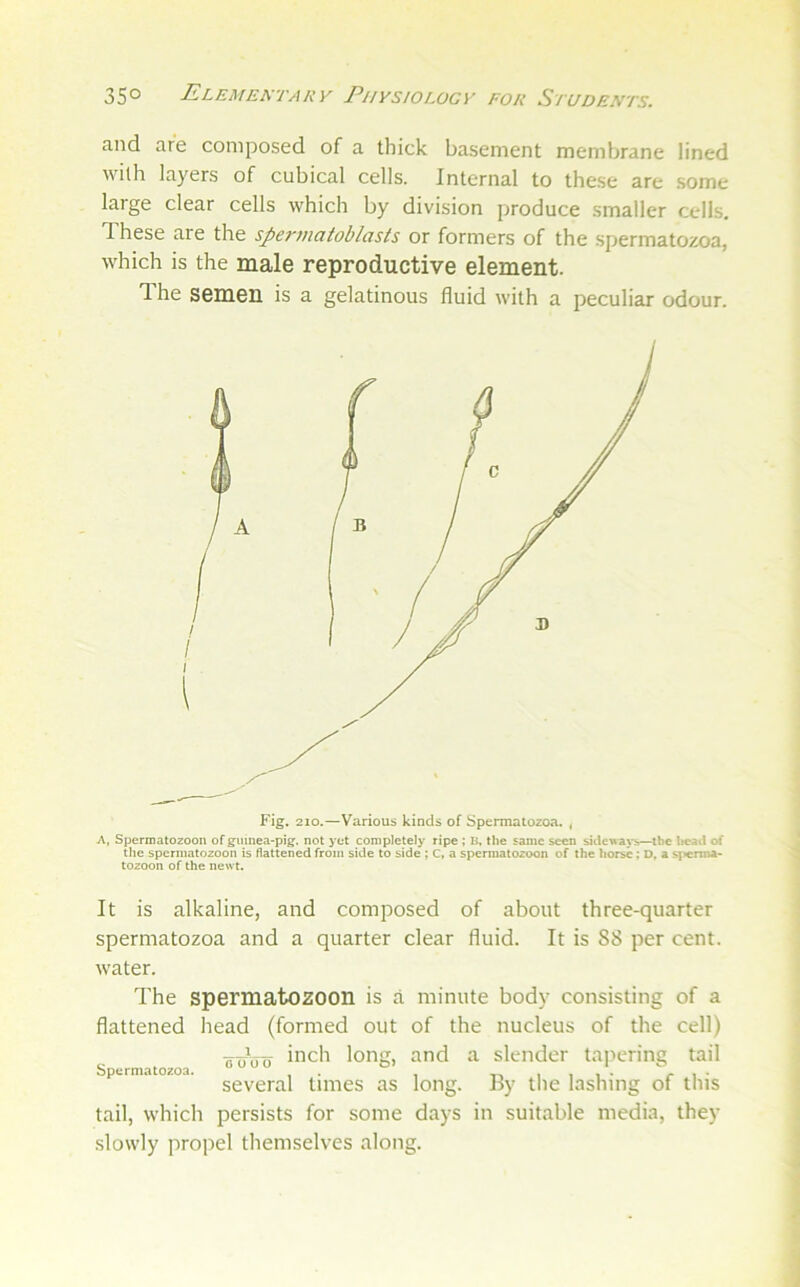 and are composed of a thick basement membrane lined Math layers of cubical cells. Internal to these are some large clear cells which by division produce smaller cells. These are the spermaioblasts or formers of the spermatozoa, which is the male reproductive element. The semen is a gelatinous fluid with a peculiar odour. Fig. 210.—Various kinds of Spermatozoa. ^ A, Spermatozoon of guinea-pig, not yet completely ripe ; li, the same seen sidewaNis—the lieaii of the spermatozoon is flattened from side to side; C. a spermatozoon of the horse; D. a sfrerma- tozoon of the newt. It is alkaline, and composed of about three-quarter spermatozoa and a quarter clear fluid. It is SS per cent, water. The spermatozoon is a minute body consisting of a flattened head (formed out of the nucleus of the cell) ■ooVo lorig) ^ind a slender taj^ering tail several times as long. By the lashing of this tail, which persists for some days in suitable media, they slowly propel themselves along.