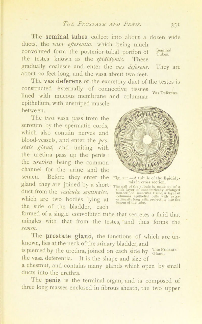 The Prostate and Penis. The seminal tubes collect into about a dozen wide ducts, the vasa efferentia, which being much convoluted form the posterior tubal portion of the testes known as the epididymis. These gradually coalesce and enter the vas deferens. They are about 20 feet long, and the vasa about two feet. The vas deferens or the excretory duct of the testes is constructed externally of connective tissues T 1 • , , , Vas Deferens. lined with mucous membrane and columnar epithelium, with unstriped muscle between. The two vasa pass from the scrotum by the spermatic cords, which also contain nerves and blood-vessels, and enter the pro- state gland, and uniting with the urethra pass up the penis : the urethra being the common channel for the urine and the semen. Before they enter the gland they are joined by a short duct from the i<esiculce seminales, which are two bodies lying at the side of the bladder, each formed of a single convoluted tube that secretes a fluid that mingles with that from the testes, and thus forms the semen. The prostate gland, the functions of which are un- known, lies at the neck of the urinary bladder, and is pierced by the urethra, joined on each side by the vasa deferentia. It is the shape and size of a chestnut, and contains many glands which open by small ducts into the urethra. The penis is the terminal organ, and is composed of three long masses enclosed in fibrous sheath, the two upper Fig. 211.—A tubule of the Epididy- mis in cross section. The wall of the tubule is made up of a thick layer of concentrically arranged noil-striped nuiscuiar tissue, a layer of columnar epithelial cells with extra- ordinarily long cilia projecting into the lumen of the tube.