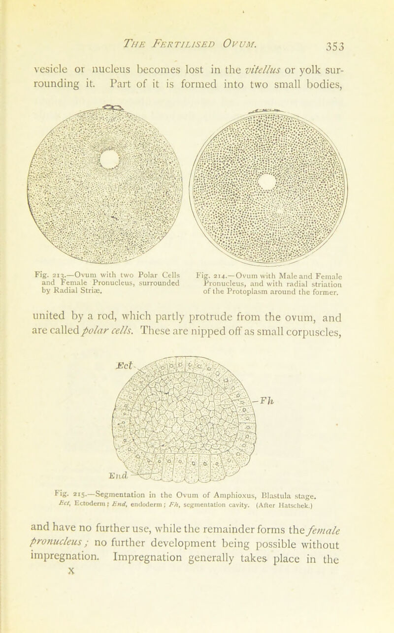 The Fertilised Ovum. vesicle or nucleus becomes lost in the vitellus or yolk sur- rounding it. Part of it is formed into two small bodies, ''t '' >1.' Fig. 213.—Ovum with two Polar Cells and Female Pronucleus, surrounded by Radial Strias. Fig. 214.—Ovum with Male and Female Pronucleus, and with radial striation of the Protoplasm around the former. united by a rod, which partly protrude from the ovum, and are called polar cells. These are nipped off as small corpuscles, Fig. 215.—Segmentation in the Ovum of Amphio.vus, Blastula .stage. Ect, Ectodcnn; End, endodcrm; Fh, segmentation cavity. (After Hatscliek.) and have no further use, while the remainder forms the female pro nucleus; no further development being possible without impregnation. Impregnation generally takes place in the X