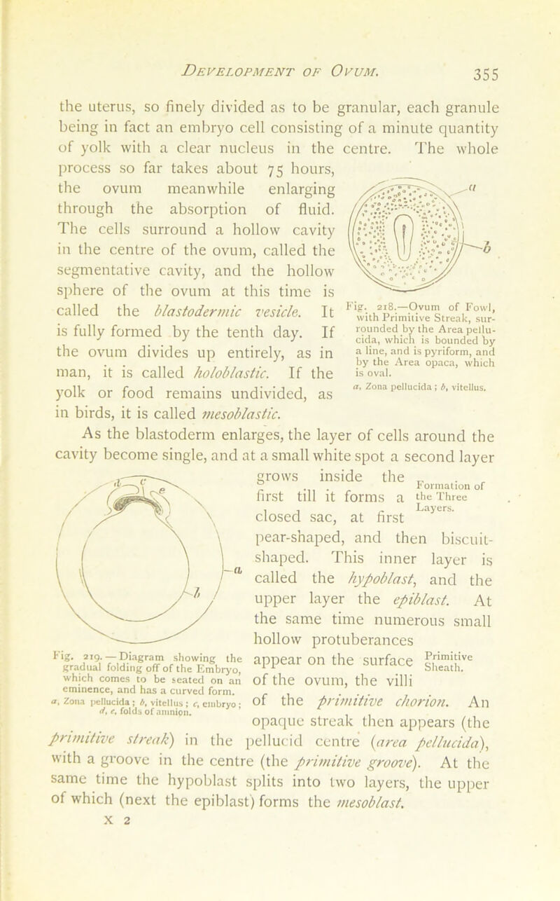 Development of Ovum. -Ovum of Fowl, with Primiiive Streak, sur- rounded by the Area pellu- cida, which is bounded hy a line, and is pyriform, and by the Area opaca, which is oval. a, Zona pellucida; b, viteUus. the uterus, so finely divided as to be granular, each granule being in fact an embryo cell consisting of a minute quantity of yolk with a clear nucleus in the centre. The whole process so far takes about 75 hours, the ovum meanwhile enlarging through the absorption of fluid. The cells surround a hollow cavity in the centre of the ovum, called the segmentative cavity, and the hollow sphere of the ovum at this time is called the blastodermic vesicle. It is fully formed by the tenth day. If the ovum divides up entirely, as in man, it is called holoblastic. If the yolk or food remains undivided, as in birds, it is called niesoblastic. As the blastoderm enlarges, the layer of cells around the cavity become single, and at a small white spot a second layer grows inside the first till it forms a closed sac, at first pear-shaped, and then biscuit- shaped. This inner layer is called the hypoblast, and the upper layer the epiblast. At the same time numerous small hollow protuberances appear on the surface sheath'^'^ of the ovum, the villi of the primitive chorion. An opaque streak then appears (the primitive streak) in the pellucid centre {area pellucida), with a groove in the centre (the primitive groove). At the Formation of the Three Layers. Fig. 219. — Diagram showing the gradual folding off of the Embryo, which comes to be seated on an eminence, and has a curved form. a. Zona pellucida; b, viteUus; c, embryo ; (i, e, folds of amnion. same time the hypoblast splits into two layers, the upper of which (next the epiblast) forms the mesoblast. X 2