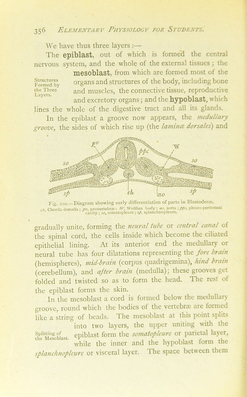 We have thus three layers :— The epiblast, out of which is formed the central system, and the whole of the external tissues ; the mesoblast, from which are formed most of the organs and structures of the body, including bone and muscles, the connective tissue, reproductive and excretory organs; and the hypoblast, which lines the whole of the digestive tract and all its glands. In the epiblast a groove now appears, the medullary groove, the sides of which rise up (the lamina dorsales) and nervous Structures Formed by the Three Layers. Fig. 220.—Diagram showing early differentiation of parts in Blastoderm. dt Chorda dorsalis ; yv, provertebra:: lY, Wolffian body : an. aorta -.ffc. pleuro-peritoneal ’ cavity ; so, somatopleure ; sf, splanchnopleure. gradually unite, forming the neural tube or central canal of the spinal cord, the cells inside which become the ciliated epithelial lining. At its anterior end the medullary or neural tube has four dilatations representing the fore brain (hemispheres), mid-bratn (corpus quadrigemina), land brain (cerebellum), and after brain (medulla); these grooves get folded and twisted so as to form the head. The rest of the epiblast forms the skin. In the mesoblast a cord is formed below the medullar)- groove, round which the bodies of the vertebra; are formed like a string of beads. The mesoblast at this point splits into two layers, the upper uniting with the splitting of eniblast form the somatopleure or parietal layer, the Mesoblast. 'I , , , 1 ^ while the inner and the hypoblast form the splanchnoplcure or visceral layer. 1 he space betw een them