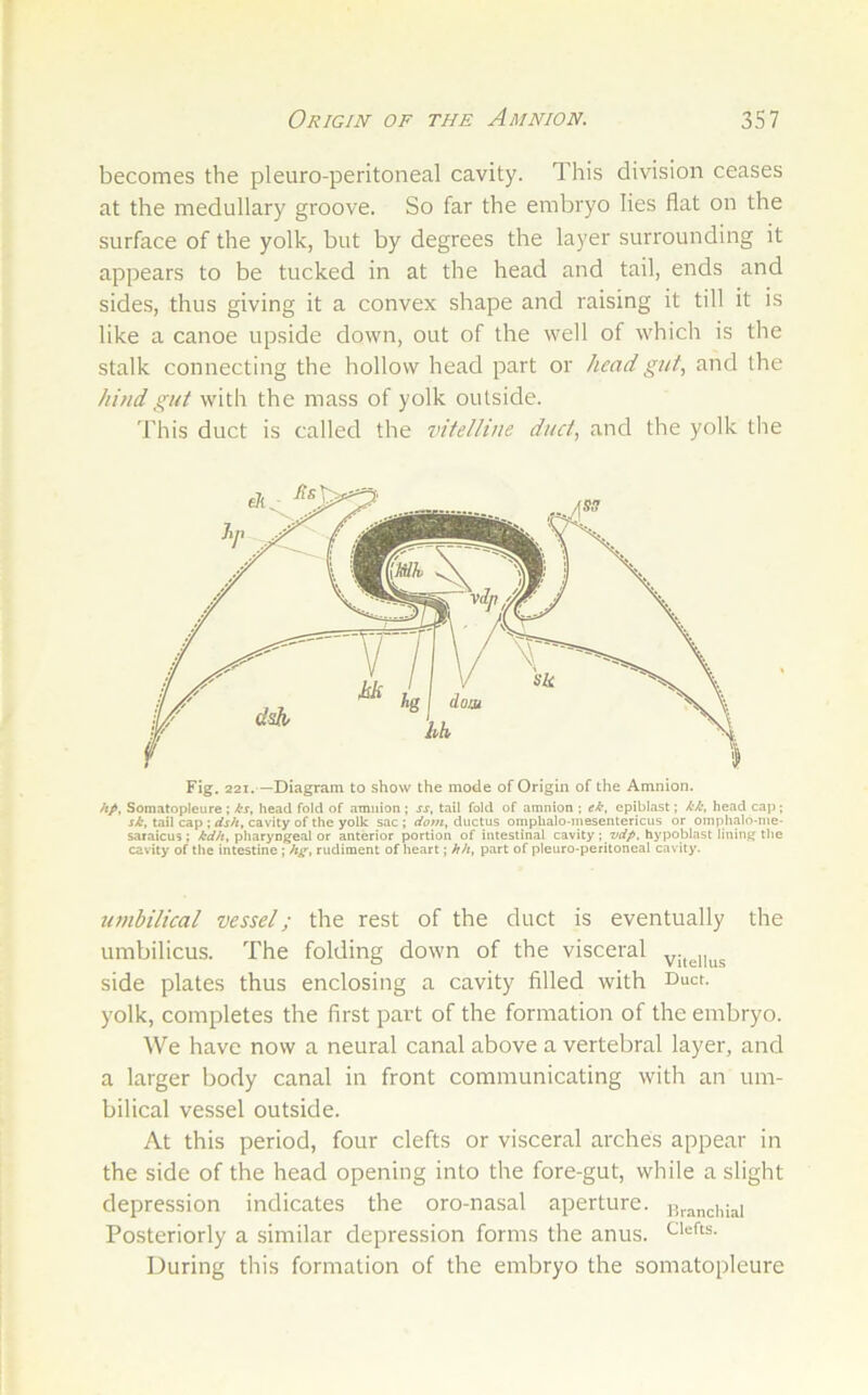 becomes the pleuro-peritoneal cavity. This division ceases at the medullary groove. So far the embryo lies flat on the surface of the yolk, but by degrees the layer surrounding it appears to be tucked in at the head and tail, ends and sides, thus giving it a convex shape and raising it till it is like a canoe upside down, out of the well of which is the stalk connecting the hollow head part or head gut., and the hind gut with the mass of yolk outside. This duct is called the vitelline duct, and the yolk the Fig. 221. —Diagram to show the mode of Origin of the Amnion. hp, Somatopleure ; ks, head fold of amnion ; ss, tail fold of amnion ; ek, epiblast; kk, head cap; sk, tail cap ; dsh, cavity of the yolk sac ; dom, ductus omphalo-mesentericus or omphaln-me- saraicus ; pharyngeal or anterior portion of intestinal cavity hypoblast lining the cavity of the intestine ; hg, rudiment of heart; hh, part of pleuro-peritoneal cavity. umbilical vessel; the rest of the duct is eventually the umbilicus. The folding down of the visceral side plates thus enclosing a cavity filled with E>uct. yolk, completes the first part of the formation of the embryo. We have now a neural canal above a vertebral layer, and a larger body canal in front communicating with an um- bilical vessel outside. At this period, four clefts or visceral arches appear in the side of the head opening into the fore-gut, while a slight depression indicates the oro-nasal aperture. Hranchki Posteriorly a similar depression forms the anus, During this formation of the embryo the somatopleure