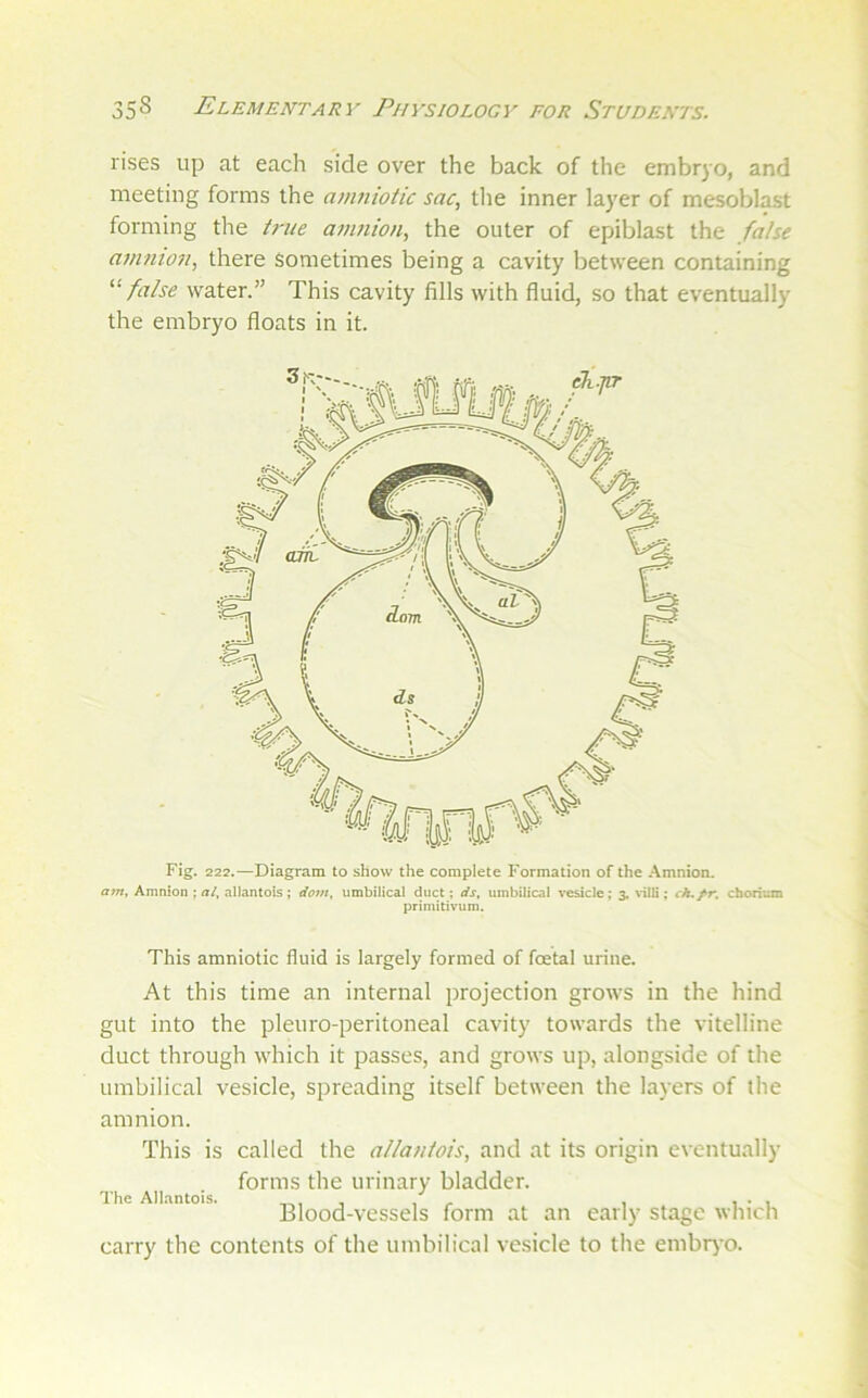 rises up at each side over the back of the embryo, and meeting forms the amniotic sac, tlie inner layer of mesoblast forming the true a?n?iion, the outer of epiblast the false amnion, there Sometimes being a cavity between containing '■'false water.” This cavity fills with fluid, so that eventually the embryo floats in it. Fig. 222.—Diagram to show the complete Formation of the Amnion, ffw, Amnion ; rt/, allantois ; dom, umbilical duct: ds, umbilical vesicle; 3, \*Uli; ch,fr, cboritmi primitivum. This amniotic fluid is largely formed of foetal urine. At this time an internal projection grows in the hind gut into the pleuro-peritoneal cavity towards the vitelline duct through which it passes, and grows up, alongside of the umbilical vesicle, spreading itself between the layers of the amnion. This is called the allantois, and at its origin eventually forms the urinary bladder. The Allantois. , i • i Blood-vessels form at an early stage which carry the contents of the umbilical vesicle to the embrj-o.