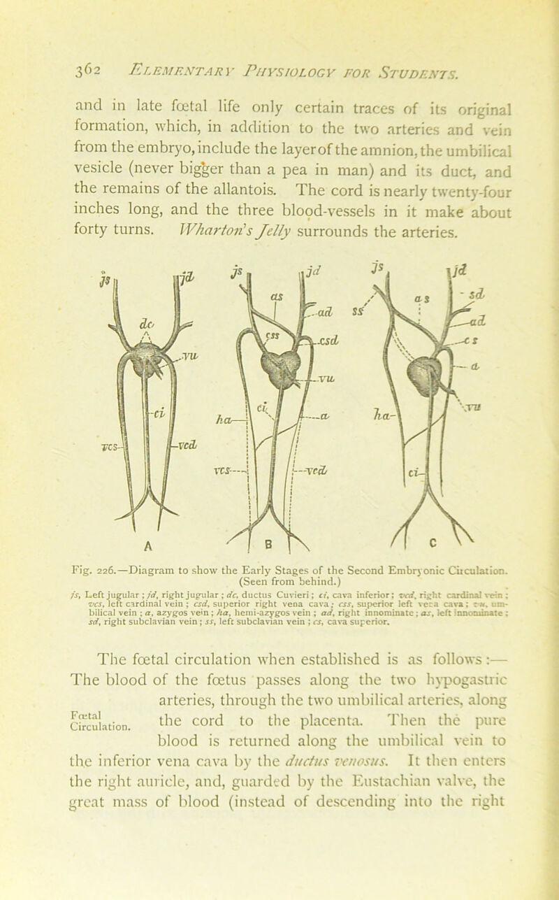 and in late foetal life only certain traces of its original formation, which, in addition to the two arteries and vein from the embryo, include the layerof the amnion, the umbilical vesicle (never bigger than a pea in man) and its duct, and the remains of the allantois. The cord is nearly twenty-four inches long, and the three blood-vessels in it make about forty turns. Whm-ton's Jelly surrounds the arteries. Fig. 226.—Diagram to show the Early Stages of the Second Embryonic Cuculation. (Seen from behind.) /j, Left jugular right jugular ; iff, ductus Cuvieri; ef, cava inferior; right cardinal \*etn : vcs, left cardinal vein ; csd, superior right vena cava; css, superior left veca cava; um- bilical vein ; a, azygos vein ; ha, hemi-azygos vein ; ad, right innominate; as, left Innominate ; sd, right subclavian vein; ss, left subclavian vein ; cf, ca^•a superior. The foetal circulation when established is as follows:— The blood of the foetus passes along the two hypogastric arteries, through the two umbilical arteries, along the cord to the placenta. Then the pure blood is returned along the umbilical vein to the inferior vena cava by the ductus vcuosus. It then enters the right auricle, and, guarded by the Eustachian valve, the great mass of blood (instead of descending into the right Foital Circulation.