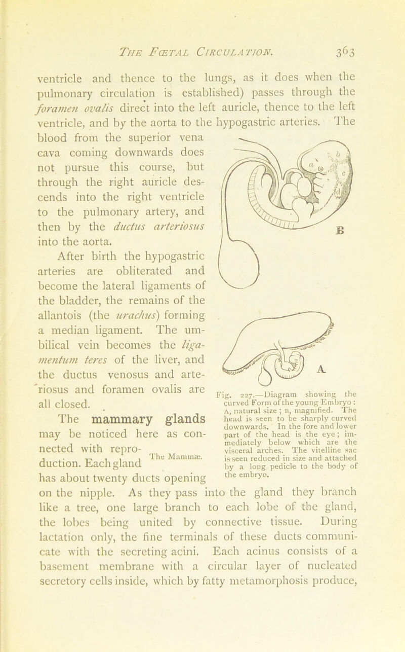 ventricle and thence to the lungs, as it does when the pulmonary circulation is established) passes through the foramen ovalis direct into the left auricle, thence to the left ventricle, and by the aorta to the hypogastric arteries, d’he blood from the superior vena cava coming downwards does not pursue this course, but through the right auricle des- cends into the right ventricle to the pulmonary artery, and then by the ductus arteriosus into the aorta. After birth the hypogastric arteries are obliterated and become the lateral ligaments of the bladder, the remains of the allantois (the urachus) forming a median ligament. The um- bilical vein becomes the liga- mentum teres of the liver, and the ductus venosus and arte- 'riosus and foramen ovalis are all closed. The mammary glands may be noticed here as con- nected with repro- - . _ , , , The MamnicB. auction. Each gland has about twenty ducts opening on the nipple. As they pass into the gland they branch like a tree, one large branch to each lobe of the gland, the lobes being united by connective tissue. During lactation only, the fine terminals of these ducts communi- cate with the secreting acini. Each acinus consists of a basement membrane with a circular layer of nucleated secretory cells inside, which by fatty metamorphosis produce. Fig. 227.—Diagram showing the curved Form of the young Embryo : A, natural size ; b, magnified. The head is seen to be sharply curved downwards. In the fore and lower part of the head is the eye; im- mediately below which are the visceral arches. The viielline sac is seen reduced in size and attached by a long pedicle to the body of the embryo.