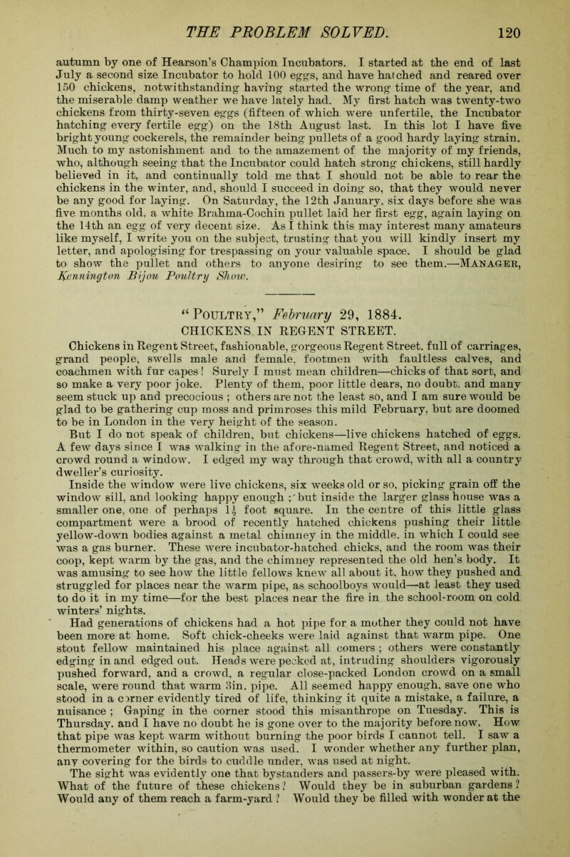 autumn by one of Hearson’s Champion Incubators. I started at the end of last July a second size Incubator to hold 100 eggs, and have hatched and reared over 150 chickens, notwithstanding having started the wrong time of the year, and the miserable damp weather we have lately had. My first hatch was twenty-two chickens from thirty-seven eggs (fifteen of which were unfertile, the Incubator hatching every fertile egg) on the 18 th August last. In this lot I have five bright young cockerels, the remainder being pullets of a good hardy laying strain. Much to my astonishment and to the amazement of the majority of my friends, who, although seeing that the Incubator could hatch strong chickens, still hardly believed in it, and continually told me that I should not be able to rear the chickens in the winter, and, should I succeed in doing so, that they would never be any good for laying. On Saturday, the 12th January, six days before she was five months old, a white Brahma-Cochin pullet laid her first egg, again laying on the 14th an egg of very decent size. As I think this may interest many amateurs like myself, I write you on the subject, trusting that you will kindly insert my letter, and apologising for trespassing on your valuable space. I should be glad to show the pullet and others to anyone desiring to see them.—Manager, Kennington Bijou Poultry Show. “Poultry,” February 29, 1884. CHICKENS IN REGENT STREET. Chickens in Regent Street, fashionable, gorgeous Regent Street, full of carriages, grand people, swells male and female, footmen with faultless calves, and coachmen with fur capes ! Surely I must mean children—chicks of that sort, and so make a very poor joke. Plenty of them, poor little dears, no doubt, and many seem stuck up and precocious ; others are not the least so, and I am sure would be glad to be gathering cup moss and primroses this mild February, but are doomed to be in London in the very height of the season. But I do not speak of children, but chickens—live chickens hatched of eggs. A few days since I was walking in the afore-named Regent Street, and noticed a crowd round a window. I edged my way through that crowd, with all a country dweller’s curiosity. Inside the window were live chickens, six weeks old or so, picking grain off the window sill, and looking happy enough ;' but inside the larger glass house was a smaller one, one of perhaps 1^ foot square. In the centre of this little glass compartment were a brood of recently hatched chickens pushing their little yellow-down bodies against a metal chimney in the middle, in which I could see was a gas burner. These were incubator-hatched chicks, and the room was their coop, kept warm by the gas, and the chimney represented the old hen’s body. It was amusing to see how the little fellows knew all about it, how they pushed and struggled for places near the warm pipe, as schoolboys would—at least they used to do it in my time—for the best places near the fire in the school-room on cold winters’ nights. Had generations of chickens had a hot pipe for a mother they could not have been more at home. Soft chick-cheeks were laid against that warm pipe. One stout fellow maintained his place against all comers ; others were constantly edging in and edged out. Heads were pecked at, intruding shoulders vigorously pushed forward, and a crowd, a regular close-packed London crowd on a small scale, were round that warm 3in. pipe. All seemed happy enough, save one who stood in a orner evidently tired of life, thinking it quite a mistake, a failure, a nuisance ; Gaping in the corner stood this misanthrope on Tuesday. This is Thursday, and I have no doubt he is gone over to the majority before now. How that pipe was kept warm without burning the poor birds I cannot tell. I saw a thermometer within, so caution was used. I wonder whether any further plan, any covering for the birds to cuddle under, was used at night. The sight was evidently one that bystanders and passers-by were pleased with. What of the future of these chickens? Would they be in suburban gardens? Would any of them reach a farm-yard ? Would they be filled with wonder at the