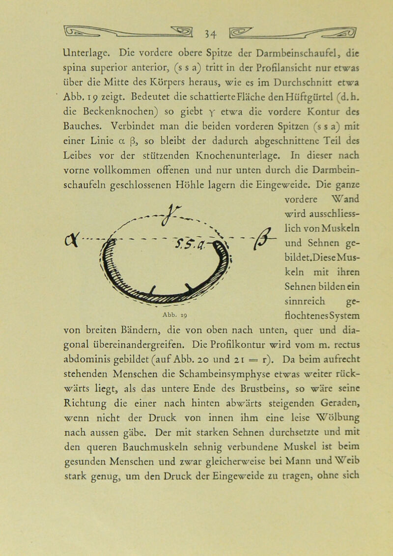 H Unterlage. Die vordere obere Spitze der Darmbeinschaufel, die spina Superior anterior, (s s a) tritt in der Profilansicht nur etwas über die Mitte des Körpers heraus, wie es im Durchschnitt etwa Abb. 19 zeigt. Bedeutet die schattierte Fläche den Hüftgürtel (d.h. die Beckenknochen) so giebt y etwa die vordere Kontur des Bauches. Verbindet man die beiden vorderen Spitzen (s s a) mit einer Linie a ß, so bleibt der dadurch abgeschnittene Teil des Leibes vor der stützenden Knochenunterlage. In dieser nach vorne vollkommen offenen und nur unten durch die Darmbein- schaufeln geschlossenen Höhle lagern die Eingeweide. Die ganze vordere Wand wird ausschliess- lich von Muskeln und Sehnen ge- bildet.Diese Mus- keln mit ihren Sehnen bilden ein sinnreich ge- Abb. 19 flochtenes System von breiten Bändern, die von oben nach unten, quer und dia- gonal Übereinandergreifen. Die Profilkontur wird vom m. rectus abdominis gebildet (auf Abb. 20 und 21 = r). Da beim aufrecht stehenden Menschen die Schambeinsymphyse etwas weiter rück- wärts liegt, als das untere Ende des Brustbeins, so wäre seine Richtung die einer nach hinten abwärts steigenden Geraden, wenn nicht der Druck von innen ihm eine leise Wölbung nach aussen gäbe. Der mit starken Sehnen durchsetzte und mit den queren Bauchmuskeln sehnig verbundene Muskel ist beim gesunden Menschen und zwar gleicherweise bei Mann und Weib stark genug, um den Druck der Eingeweide zu tragen, ohne sich