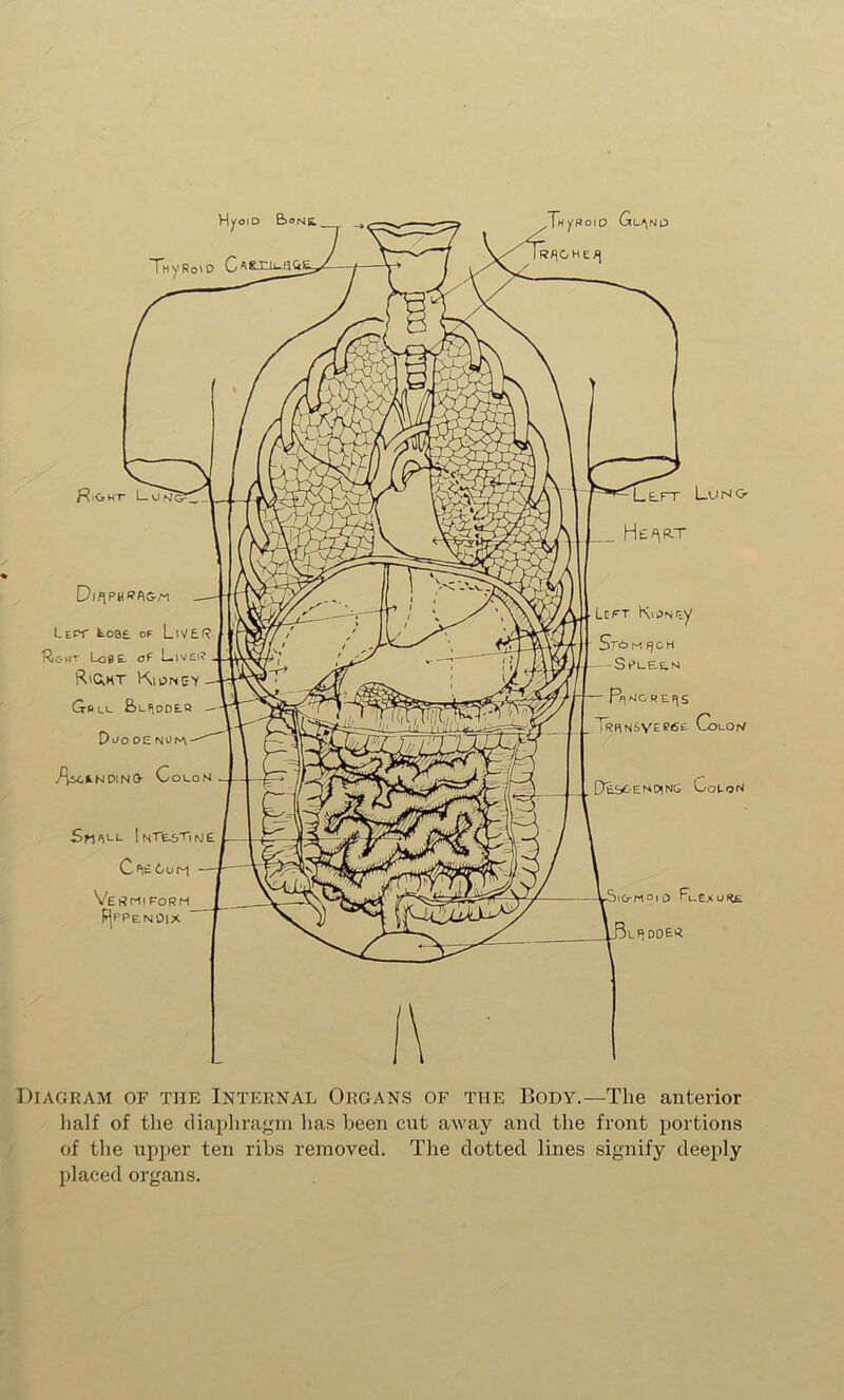 Diagram of the Internal Organs of the Body.—The anterior half of the diapliragm has been cut away and the front portions of the upper ten ribs removed. The dotted lines signify deeply placed organs.