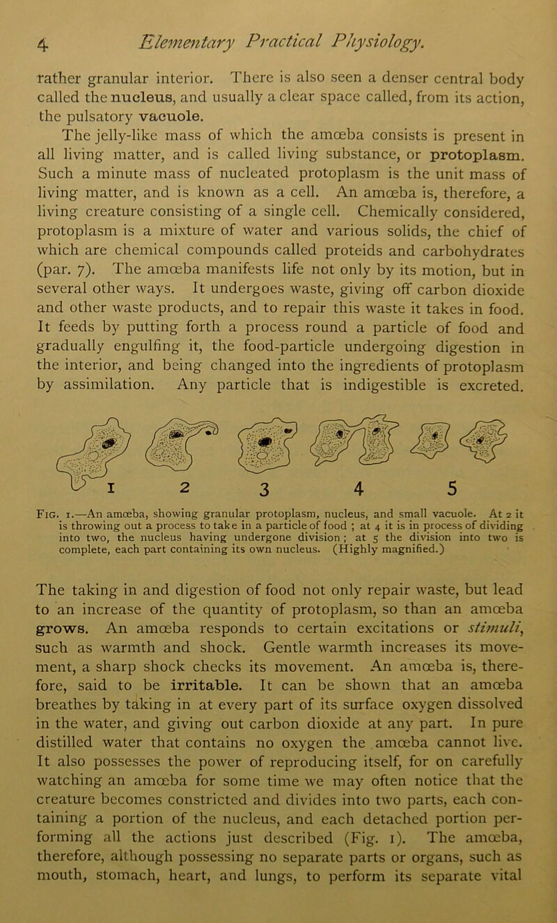 rather granular interior. There is also seen a denser central body called the nucleus, and usually a clear space called, from its action, the pulsatory vacuole. The jelly-like mass of which the amceba consists is present in all living matter, and is called living substance, or protoplasm. Such a minute mass of nucleated protoplasm is the unit mass of living matter, and is known as a cell. An amoeba is, therefore, a living creature consisting of a single cell. Chemically considered, protoplasm is a mixture of water and various solids, the chief of which are chemical compounds called proteids and carbohydrates (par. 7). The amoeba manifests life not only by its motion, but in several other ways. It undergoes waste, giving off carbon dioxide and other waste products, and to repair this waste it takes in food. It feeds by putting forth a process round a particle of food and gradually engulfing it, the food-particle undergoing digestion in the interior, and being changed into the ingredients of protoplasm by assimilation. Any particle that is indigestible is excreted. Fig. 1.—An amoeba, showing granular protoplasm, nucleus, and small vacuole. At 2 it is throwing out a process to take in a particle of food ; at 4 it is in process of dividing into two, the nucleus having undergone division ; at 5 the division into two is complete, each part containing its own nucleus. (Highly magnified.) The taking in and digestion of food not only repair waste, but lead to an increase of the quantity of protoplasm, so than an amoeba grows. An amoeba responds to certain excitations or stimuli, such as warmth and shock. Gentle warmth increases its move- ment, a sharp shock checks its movement. An amoeba is, there- fore, said to be irritable. It can be shown that an amoeba breathes by taking in at every part of its surface oxygen dissolved in the water, and giving out carbon dioxide at any part. In pure distilled water that contains no oxygen the amoeba cannot live. It also possesses the power of reproducing itself, for on carefully watching an amoeba for some time we may often notice that the creature becomes constricted and divides into two parts, each con- taining a portion of the nucleus, and each detached portion per- forming all the actions just described (Fig. i). The amoeba, therefore, although possessing no separate parts or organs, such as mouth, stomach, heart, and lungs, to perform its separate vital