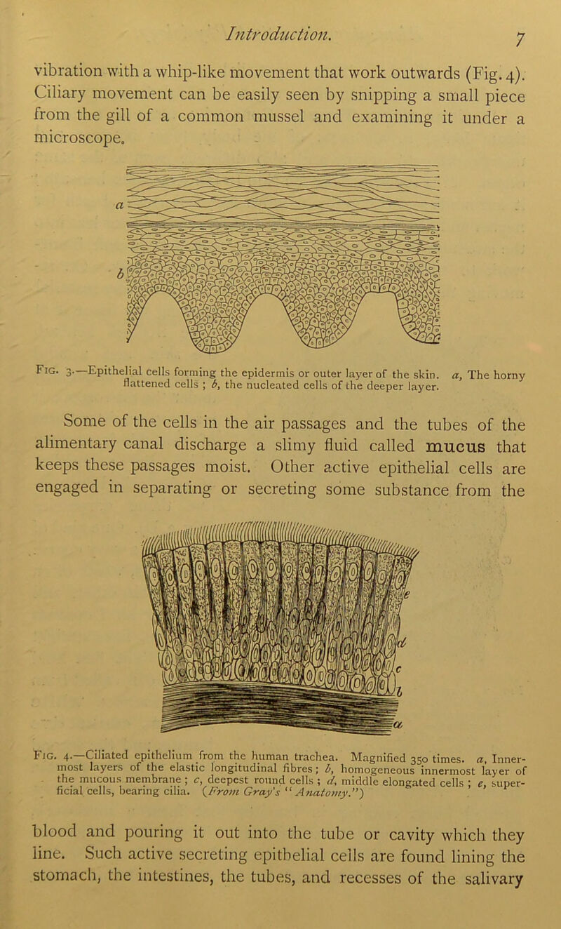 vibration with a whip-like movement that work outwards (Fig. 4). Ciliary movement can be easily seen by snipping a small piece from the gill of a common mussel and examining it under a microscope. Fig. 3—Epithelial cells forming the epidermis or outer layer of the skin, a. The horny flattened ceils ; b, the nucleated cells of the deeper layer. Some of the cells in the air passages and the tubes of the alimentary canal discharge a slimy fluid called mucus that keeps these passages moist. Other active epithelial cells are engaged in separating or secreting some substance from the Fig. 4.—Ciliated epithelium from the human trachea. Magnified 350 times, a. Inner- most layers of the elastic longitudinal fibres; b, homogeneous innermost layer of the mucous membrane ; c, deepest round cells ; d. middle elongated cells • e super- ficial cells, bearing cilia. (^Frorn Gray's''Anatomy.”) ' ’ blood and pouring it out into the tube or cavity which they line. Such active secreting epithelial cells are found lining the stomach, the intestines, the tubes, and recesses of the salivary