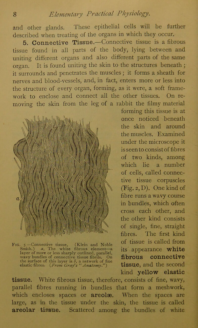 and other glands. These epithelial cells will be further described when treating of the organs in which they occur. 5. Connective Tissue.—Connective tissue is a fibrous tissue found in all parts of the body, lying between and uniting different organs and also different parts of the same organ. It is found uniting the skin to the structures beneath ; it surrounds and penetrates the muscles; it forms a sheath for nerves and blood-vessels, and, in fact, enters more or less into the structure of every organ, forming, as it were, a soft frame- work to enclose and connect all the other tissues. On re- moving the skin from the leg of a rabbit the filmy material forming this tissue is at once noticed beneath the skin and around the muscles. Examined under the microscope it i s seen to consist of fibres of two kinds, among which lie a number of cells, called connec- tive tissue corpuscles (Eig. 2, D). One kind of fibre runs a wavy course in bundles, which often cross each other, and the other kind consists of single, fine, straight fibres. The first kind of tissue is called from its appearance white fibrous connective tissue, and the second kind yellow elastic tissue. White fibrous tissue, therefore, consists of fine, wavy, parallel fibres running in bundles that form a meshwork, which encloses spaces or areolae. When the spaces are large, as in the tissue under the skin, the tissue is called areolar tissue. Scattered among the bundles of white Fig. 5 —Connective tissue. fKlein and Noble Smith.) a. The white fibrous element—a layer of more or less sharply outlined, parallel, wavy bundles of connective tissue fibrils. On the surface of this layer is b, a network of fine clastic fibres. iFrom Gray’s ’’Anatomy.')