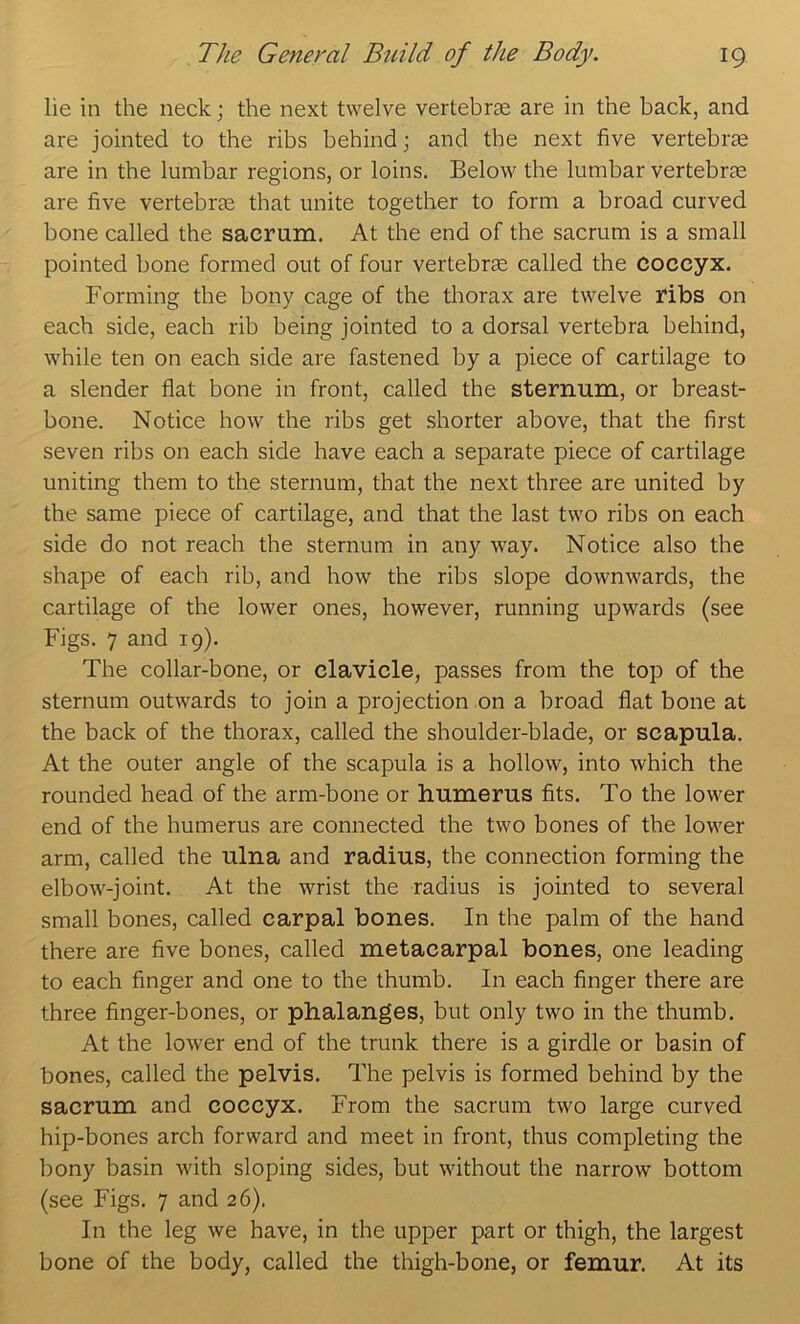 lie in the neck; the next twelve vertebras are in the back, and are jointed to the ribs behind; and the next five vertebrae are in the lumbar regions, or loins. Below the lumbar vertebrae are five vertebras that unite together to form a broad curved bone called the sacrum. At the end of the sacrum is a small pointed bone formed out of four vertebrae called the coccyx. Forming the bony cage of the thorax are twelve ribs on each side, each rib being jointed to a dorsal vertebra behind, while ten on each side are fastened by a piece of cartilage to a slender flat bone in front, called the sternum, or breast- bone. Notice how the ribs get shorter above, that the first seven ribs on each side have each a separate piece of cartilage uniting them to the sternum, that the next three are united by the same piece of cartilage, and that the last two ribs on each side do not reach the sternum in any way. Notice also the shape of each rib, and how the ribs slope downwards, the cartilage of the lower ones, however, running upwards (see Figs. 7 and 19). The collar-bone, or clavicle, passes from the top of the sternum outwards to join a projection on a broad flat bone at the back of the thorax, called the shoulder-blade, or scapula. At the outer angle of the scapula is a hollow, into which the rounded head of the arm-bone or humerus fits. To the lower end of the humerus are connected the two bones of the lower arm, called the ulna and radius, the connection forming the elbow-joint. At the wrist the radius is jointed to several small bones, called carpal bones. In the palm of the hand there are five bones, called metacarpal bones, one leading to each finger and one to the thumb. In each finger there are three finger-bones, or phalanges, but only two in the thumb. At the lower end of the trunk there is a girdle or basin of bones, called the pelvis. The pelvis is formed behind by the sacrum and coccyx. From the sacrum two large curved hip-bones arch forward and meet in front, thus completing the bony basin with sloping sides, but without the narrow bottom (see Figs. 7 and 26). In the leg we have, in the upper part or thigh, the largest bone of the body, called the thigh-bone, or femur. At its