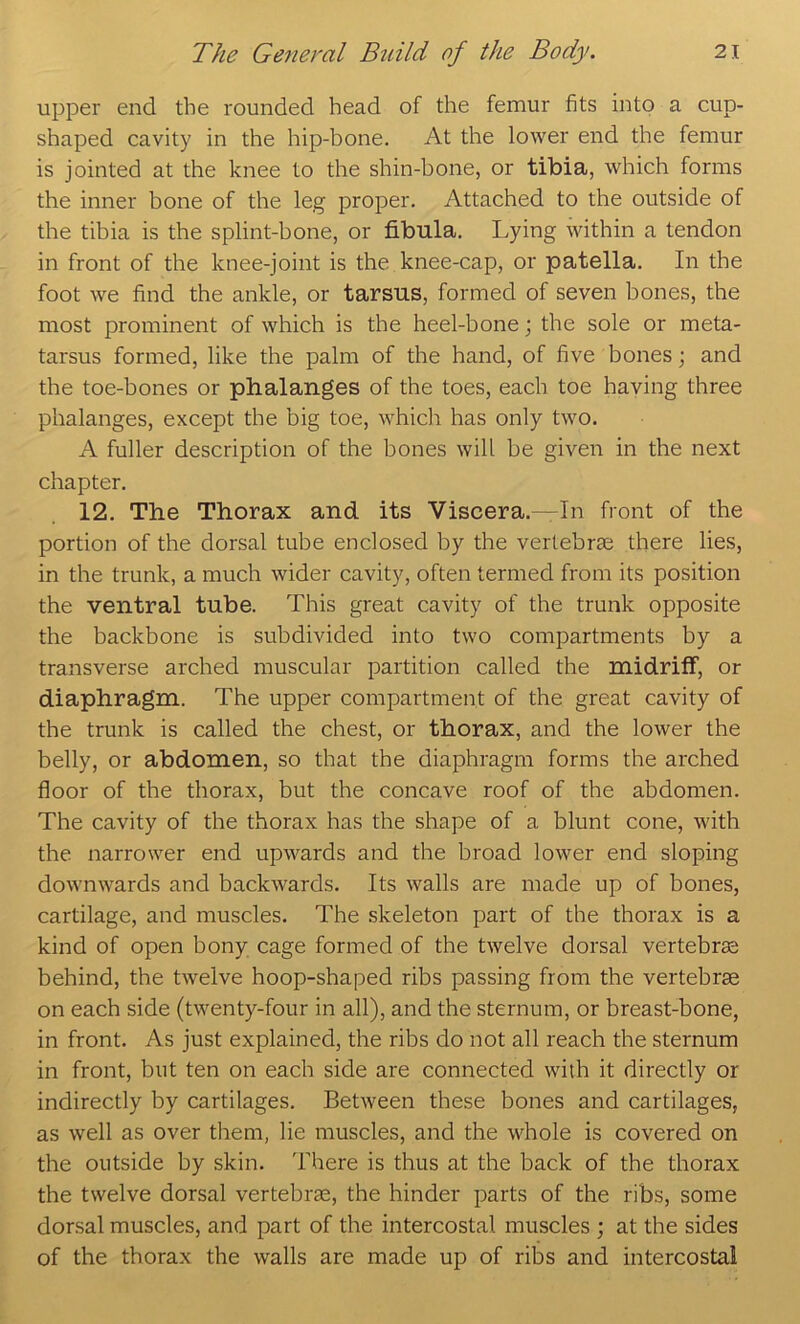 upper end the rounded head of the femur fits into a cup- shaped cavity in the hip-bone. At the lower end the femur is jointed at the knee to the shin-bone, or tibia, which forms the inner bone of the leg proper. Attached to the outside of the tibia is the splint-bone, or fibula. Lying within a tendon in front of the knee-joint is the knee-cap, or patella. In the foot we find the ankle, or tarsus, formed of seven bones, the most prominent of which is the heel-bone; the sole or meta- tarsus formed, like the palm of the hand, of five bones; and the toe-bones or phalanges of the toes, each toe having three phalanges, except the big toe, whidi has only two. A fuller description of the bones will be given in the next chapter. 12. The Thorax and its Viscera.—In front of the portion of the dorsal tube enclosed by the vertebrae there lies, in the trunk, a much wider cavity, often termed from its position the ventral tube. This great cavity of the trunk opposite the backbone is subdivided into two compartments by a transverse arcbed muscular partition called the midriff, or diaphragm. The upper compartment of the great cavity of the trunk is called the chest, or thorax, and the lower the belly, or abdomen, so that the diaphragm forms the arched floor of the thorax, but the concave roof of the abdomen. The cavity of the thorax has the shape of a blunt cone, with the narrower end upwards and the broad lower end sloping downwards and backwards. Its walls are made up of bones, cartilage, and muscles. The skeleton part of the thorax is a kind of open bony cage formed of the twelve dorsal vertebras behind, the twelve hoop-shaped ribs passing from the vertebrae on each side (twenty-four in all), and the sternum, or breast-bone, in front. As just explained, the ribs do not all reach the sternum in front, but ten on each side are connected with it directly or indirectly by cartilages. Between these bones and cartilages, as well as over them, lie muscles, and the whole is covered on the outside by skin, 'fhere is thus at the back of the thorax the twelve dorsal vertebrae, the hinder parts of the ribs, some dorsal muscles, and part of the intercostal muscles ; at the sides of the thorax the walls are made up of ribs and intercostal