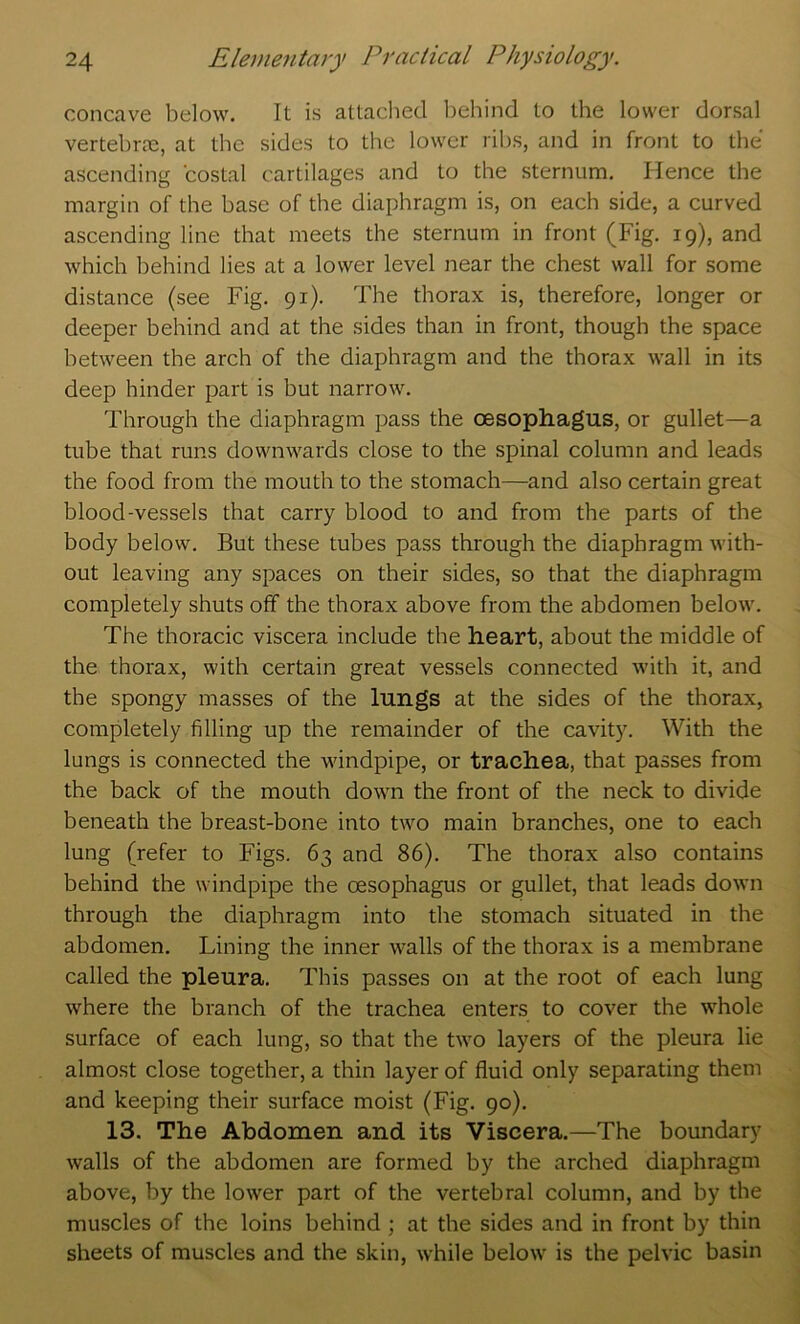 concave below. It is attached behind to the lower dorsal vertehrre, at the sides to the lower ribs, and in front to the ascending costal cartilages and to the sternum. Hence the margin of the base of the diaphragm is, on each side, a curved ascending line that meets the sternum in front (Fig. 19), and which behind lies at a lower level near the chest wall for some distance (see Fig. 91). The thorax is, therefore, longer or deeper behind and at the sides than in front, though the space between the arch of the diaphragm and the thorax wall in its deep hinder part is but narrow. Through the diaphragm pass the oesophagus, or gullet—a tube that runs downwards close to the spinal column and leads the food from the mouth to the stomach—and also certain great blood-vessels that carry blood to and from the parts of the body below. But these tubes pass through the diaphragm with- out leaving any spaces on their sides, so that the diaphragm completely shuts off the thorax above from the abdomen below. The thoracic viscera include the heart, about the middle of the thorax, with certain great vessels connected with it, and the spongy masses of the lungs at the sides of the thorax, completely filling up the remainder of the cavity. With the lungs is connected the windpipe, or trachea, that passes from the back of the mouth down the front of the neck to divide beneath the breast-bone into two main branches, one to each lung (refer to Figs. 63 and 86). The thorax also contains behind the windpipe the oesophagus or gullet, that leads down through the diaphragm into the stomach situated in the abdomen. Lining the inner walls of the thorax is a membrane called the pleura. This passes on at the root of each lung where the branch of the trachea enters to cover the whole surface of each lung, so that the two layers of the pleura lie almost close together, a thin layer of fluid only separating them and keeping their surface moist (Fig. 90). 13. The Abdomen and its Viscera.—The boundary walls of the abdomen are formed by the arched diaphragm above, by the lower part of the vertebral column, and by the muscles of the loins behind ; at the sides and in front by thin sheets of muscles and the skin, while below is the pelvic basin