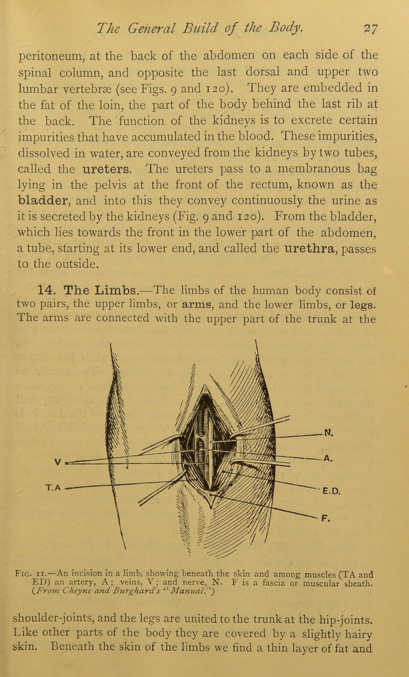 peritoneum, at the back of the abdomen on each side of the spinal column, and opposite the last dorsal and upper two lumbar vertebrae (see Figs. 9 and 120). They are embedded in the fat of the loin, the part of the body behind the last rib at the back. The function of the kidneys is to excrete certain impurities that have accumulated in the blood. These impurities, dissolved in water, are conveyed from the kidneys by two tubes, called the ureters. The ureters pass to a membranous bag lying in the pelvis at the front of the rectum, known as the bladder, and into this they convey continuously the urine as it is secreted by the kidneys (Fig. 9 and 120). From the bladder, which lies towards the front in the lower part of the abdomen, a tube, starting at its lower end, and called the urethra, passes to the outside. 14. The Limbs.—The limbs of the human body consist of two pairs, the upper limbs, or arms, and the lower limbs, or legs. The arms are connected with the upper part of the trunk at the Fig. II.—An incision in a limb, showing beneath the skin and among muscles (TA and ED) an artery, A; veins, V ; and nerve, N. F is a fascia or muscular sheath. (AVow Cheyne and B%c?-ghard's Manual.) shoulder-joints, and the legs are united to the trunk at the hip-joints. Like other parts of the body they are covered by a slightly hairy skin. Beneath the skin of the limbs we find a thin layer of fat and