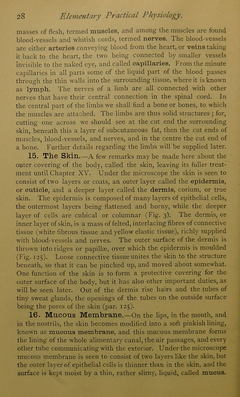 masses of flesh, termed muscles, and among the muscles are found blood-vessels and whitish cords, termed nerves. The blood-vessels are cither arteries conveying blood from the heart, or veins taking it back to the heart, the two being connected by smaller vessels invisible to the naked eye, and called capillaries. From the minute capillaries in all parts some of the liquid part of the blood passes through the thin walls into the surrounding tissue, where it is known as lymph. The nerves of a limb are all connected with other nerves that have their central connection in the spinal cord. In the central part of the limbs we shall find a bone or bones, to which the muscles are attached. The limbs are thus solid structures ; for, cutting one across we should see at the cut end the surrounding skin, beneath this a layer of subcutaneous fat, then the cut ends of muscles, blood-vessels, and nerves, and in the centre the cut end of a bone. Further details regarding the limbs will be supplied later. 15. The Skin. —A few remarks may be made here about the outer covering of the body, called the skin, leaving its fuller treat- ment until Chapter XV. Under the microscope the skin is seen to consist of two layers or coats, an outer layer called the epidermis, or cuticle, and a deeper layer called the dermis, corium, or true skin. The epidermis is composed of many layers of epithelial cells, the outermost layers being flattened and horny, while the deeper layer of cells are cubical or columnar (Fig. 3). The dermis, or inner layer of skin, is a mass of felted, interlacing fibres of connective tissue (white fibrous tissue and yellow elastic tissue), richly supplied with blood-vessels and nerves. The outer surface of the dermis is thrown into ridges or papillae, over which the epidermis is moulded (Fig. 125). Loose connective tissue unites the skin to the structure beneath, so that it can be pinched up, and moved about somewhat. One function of the skin is to form a protective covering for the outer surface of the body, but it has also other important duties, as will be seen later. Out of the dermis rise hairs and the tubes of tiny sweat glands, the openings of the tubes on the outside surface being the pores of the skin (par. 125). 16. Mucous Membrane.—On the lips, in the mouth, and in the nostrils, the skin becomes modified into a soft pinkish lining, known as mucous membrane, and this mucous membrane forms the lining of the whole alimentary canal, the air passages, and every other tube communicating with the exterior. Under the microscope mucous membrane is seen to consist of two layers like the skin, but the outer layer of epithelial cells is thinner than in the skin, and the surface is kept moist by a thin, rather slimy, liquid, called mucus.