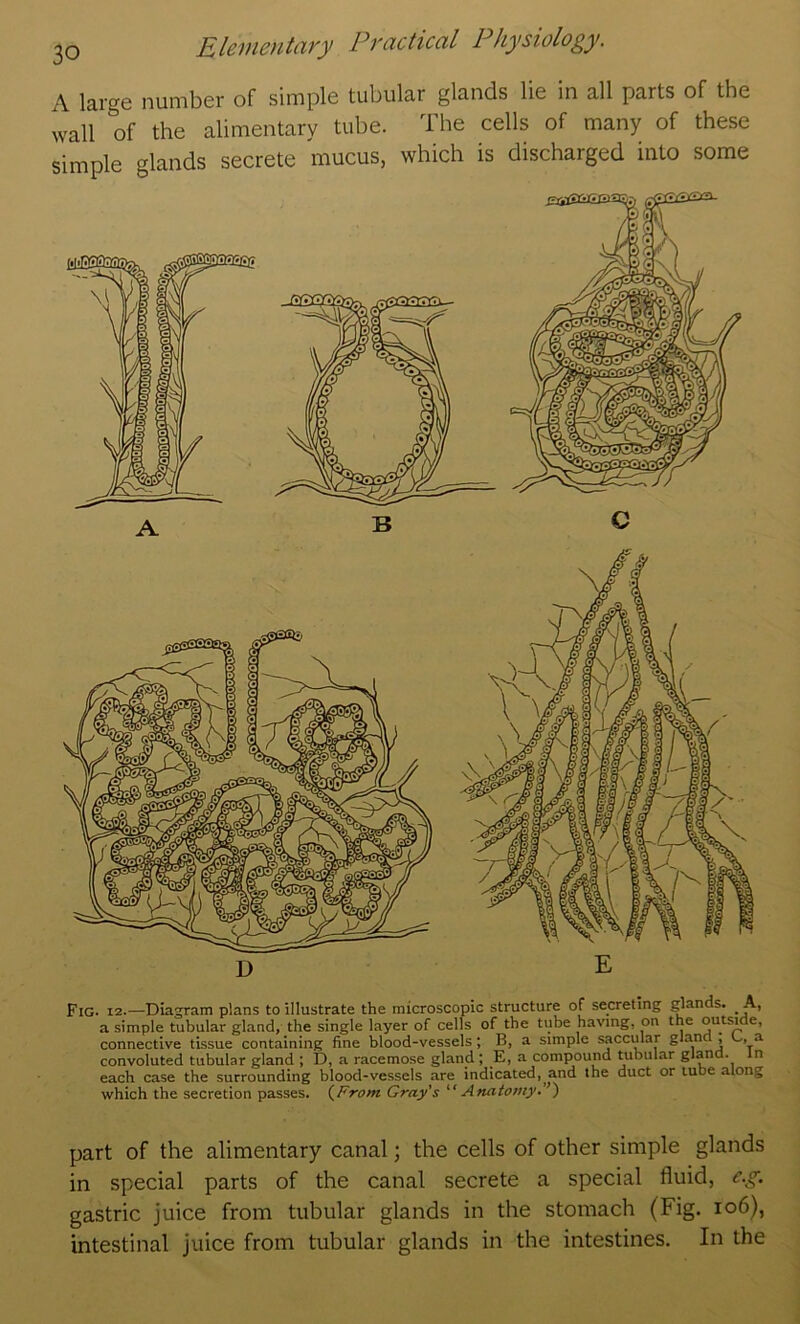 A large number of simple tubular glands lie in all parts of the wall of the alimentary tube. The cells of many of these simple glands secrete mucus, which is discharged into some Fig. 12.—Diagram plans to illustrate the microscopic structure of secreting ^ands. _ A, a simple tubular gland, the single layer of cells of the tube having, on the outside, connective tLssue containing fine blood-vessels; B, a simple saccular glan , U, a convoluted tubular gland ; D, a racemose gland; E, a compound tubular gl^nd. In each case the surrounding blood-vessels are indicated, and the duct or lube along which the secretion passes. (^Froni Gray's Anatomy. ’) part of the alimentary canal; the cells of other simple glands in special parts of the canal secrete a special fluid, c.g. gastric juice from tubular glands in the stomach (Fig. io6), intestinal juice from tubular glands in the intestines. In the