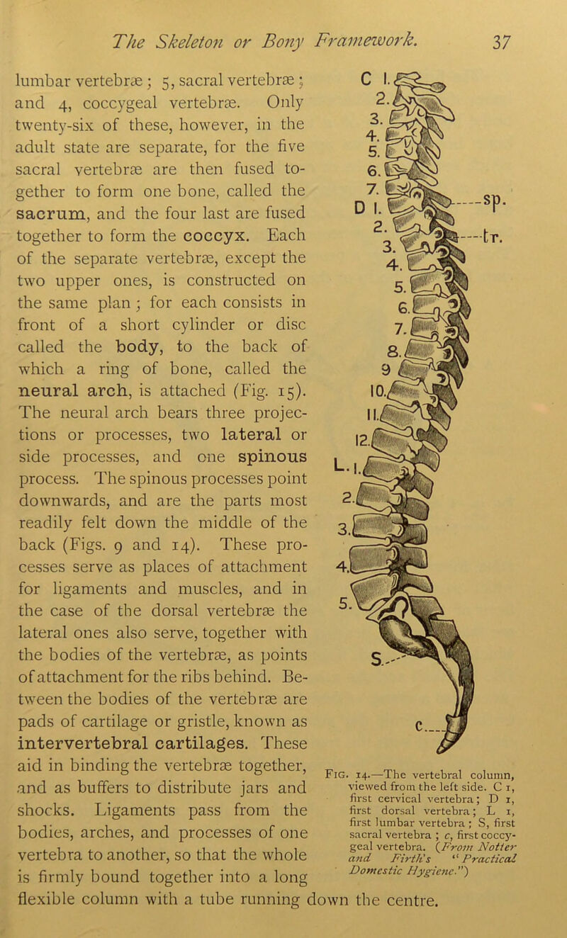 lumbar vertebrce; 5, sacral vertebrae \ and 4, coccygeal vertebrae. Only twentj'-six of these, however, in the adult state are separate, for the five sacral vertebrae are then fused to- gether to form one bone, called the sacrum, and the four last are fused together to form the coccyx. Each of the separate vertebrae, except the two upper ones, is constructed on the same plan; for each consists in front of a short cylinder or disc called the body, to the back of which a ring of bone, called the neural arch, is attached (Fig. 15). The neural arch bears three projec- tions or processes, two lateral or side processes, and one spinous process. The spinous processes point downwards, and are the parts most readily felt down the middle of the back (Figs. 9 and 14). These pro- cesses serve as places of attachment for ligaments and muscles, and in the case of the dorsal vertebras the lateral ones also serve, together with the bodies of the vertebrae, as points of attachment for the ribs behind. Be- tween the bodies of the vertebra are pads of cartilage or gristle, known as intervertebral cartilages. These aid in binding the vertebrae together, and as buffers to distribute jars and shocks. Ligaments pass from the bodies, arches, and processes of one vertebra to another, so that the whole is firmly bound together into a long flexible column with a tube running down the centre. Fig. 14.—The vertebral column, viewed from the left side. C i, first cervical vertebra; D i, first dorsal vertebra; L i, first lumbar vertebra ; S, first sacral vertebra ; c, first coccy- geal vertebra. {From Notier and Firth's “ Practical Domestic Hygiene.')