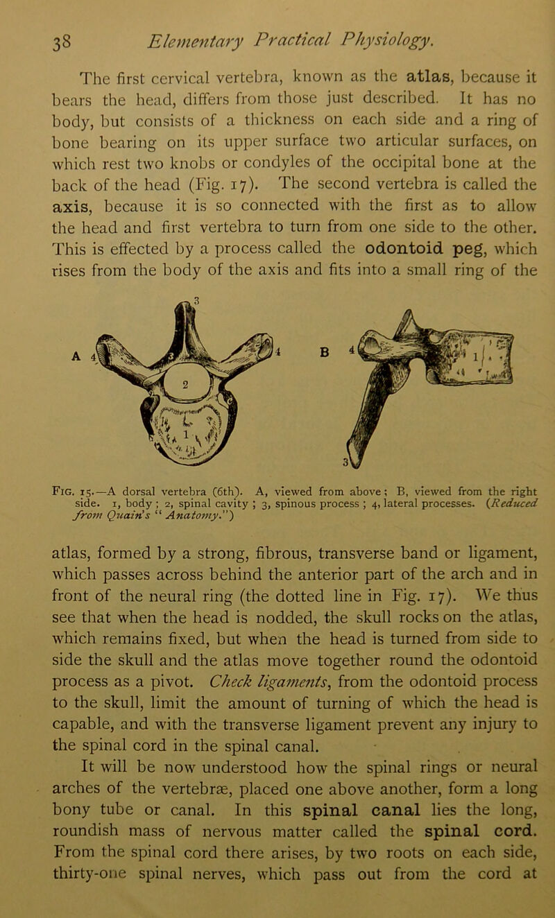 The first cervical vertebra, known as the atlas, because it bears the head, differs from those just described. It has no body, but consists of a thickness on each side and a ring of bone bearing on its upper surface two articular surfaces, on which rest two knobs or condyles of the occipital bone at the back of the head (Fig. 17). The second vertebra is called the axis, because it is so connected with the first as to allow the head and first vertebra to turn from one side to the other. This is effected by a process called the odontoid, peg, which rises from the body of the axis and fits into a small ring of the Fig. 15.—A dorsal vertebra (6th). A, viewed from above; B, viewed from the right side. I, body ; 2, spinal cavity ; 3, spinous process ; 4, lateral processes. (^Reduced from Quatn's “ Anatoiny.') atlas, formed by a strong, fibrous, transverse band or ligament, which passes across behind the anterior part of the arch and in front of the neural ring (the dotted line in Fig. 17). We thus see that when the head is nodded, the skull rocks on the atlas, which remains fixed, but when the head is turned from side to side the skull and the atlas move together round the odontoid process as a pivot. Check ligaments^ from the odontoid process to the skull, limit the amount of turning of which the head is capable, and with the transverse ligament prevent any injury to the spinal cord in the spinal canal. It will be now understood how the spinal rings or neural arches of the vertebrae, placed one above another, form a long bony tube or canal. In this spinal canal lies the long, roundish mass of nervous matter called the spinal cord. From the spinal cord there arises, by two roots on each side, thirty-one spinal nerves, which pass out from the cord at