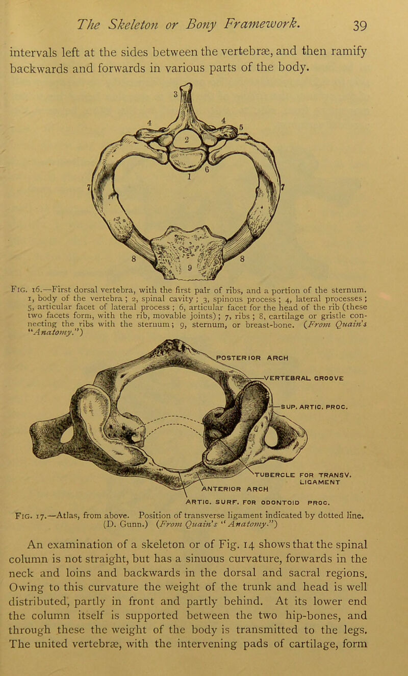 intervals left at the sides between the vertebrje, and then ramify backwards and forwards in various parts of the body. Fig. 16.—First dorsal vertebra, with the first pair of ribs, and a portion of the sternum. I, body of the vertebra ; 2, spinal cavity ; 3, spinous process ; 4, lateral processes ; 5, articular facet of lateral process ; 6, articular facet for the head of the rib (these two facets form, with the rib, movable joints) ; 7, ribs ; 8, cartilage or gristle con- necting the ribs with the sternum; 9, sternum, or breast-bone. {_From Qnain's Anatomy.”) lOR ARCH groove; ARTIC. SURF. FOR ODONTOID PROC. ARTIC. PROC. ARCH FOR TRANSV. LIGAMENT Fig. 17.—Atlas, from above. Position of transverse ligament indicated by dotted line. (D. Gunn.) {From Quain’s Anatomy.”) An examination of a skeleton or of Fig. 14 shows that the spinal column is not straight, but has a sinuous curvature, forwards in the neck and loins and backwards in the dorsal and sacral regions. Owing to this curvature the weight of the trunk and head is well distributed, partly in front and partly behind. At its lower end the column itself is supported between the two hip-bones, and through these the weight of the body is transmitted to the legs. The united vertebrse, with the intervening pads of cartilage, form
