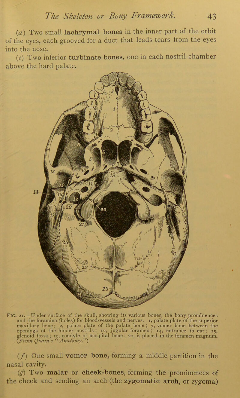 {d) Two small lachrymal bones in the inner part of the orbit of the eyes, each grooved for a duct that leads tears from the eyes into the nose. ((?) Two inferior turbinate bones, one in each nostril chamber above the hard palate. Fig. 21.—Under surface of the skull, showing its various bones, the bony prominences and the foramina fholes) for blood-vessels and nerves, i, palate plate of the superior maxillary bone; 2, palate plate of the palate bone ; 7, vomer bone between the openings of the hinder nostrils; 12, jugular foramen; 14, entrance to ear; 15, glenoid fossa ; 19, condyle of occipital bone ; 20, is placed in the foramen magnum. X.From Quaiti’s “Anatomy.’) (/) One small vomer bone, forming a middle partition in the nasal cavity. {g) Two malar or cheek-bones, forming the prominences of the cheek and sending an arch (the zygomatic arch, or zygoma)