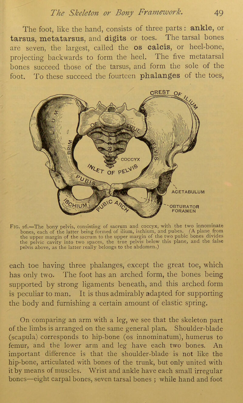 The foot, like the hand, consists of three parts : ankle, or tarsus, metatarsus, and digits or toes. The tarsal bones are seven, the largest, called the os calcis, or heel-bone, projecting backwards to form the heel. The five metatarsal bones succeed those of the tarsus, and form the sole of the foot. To these succeed the fourteen phalanges of the toes, Fig. 26.—The bony pelvis, consisting of sacrum and coccyx, with the two innominate bones, each of the latter being formed of ilium, ischium, and pubes. (K plane_ from the upper margin of the sacrum to the upper margin of the two pubic bones divides the pelvic cavity into two spaces, the true pelvis below this plane, and the false pelvis above, as the latter really belongs to the abdomen.) each toe having three phalanges, except the great toe, which has only two. The foot has an arched form, the bones being supported by strong ligaments beneath, and this arched form is peculiar to man. It is thus admirably adapted for supporting the body and furnishing a certain amount of elastic spring. On comparing an arm with a leg, we see that the skeleton part of the limbs is arranged on the same general plan. Shoulder-blade (scapula) corresponds to hip-bone (os innominatum), humerus to femur, and the lower arm and leg have each two bones. An important difference is that the shoulder-blade is not like the hip-bone, articulated with bones of the trunk, but only united with it by means of muscles. Wrist and ankle have each small irregular bones—eight carpal bones, seven tarsal bones ; while hand and foot