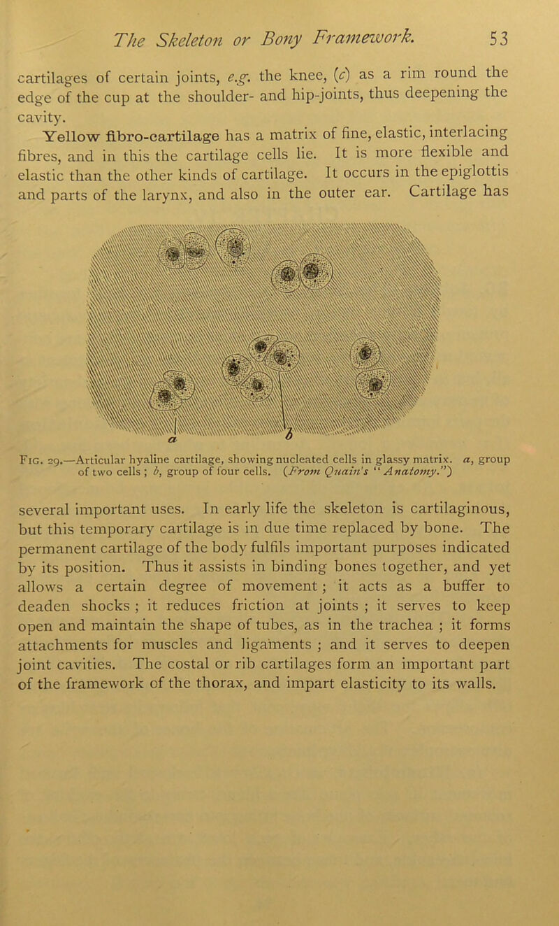 cartilages of certain joints, e.g. the knee, [c] as a rim round the edge of the cup at the shoulder- and hip-joints, thus deepening the cavity. Yellow flbro-cartilage has a matrix of fine, elastic, interlacing fibres, and in this the cartilage cells lie. It is more flexible and elastic than the other kinds of cartilage. It occurs in the epiglottis and parts of the larynx, and also in the outer ear. Cartilage has Fig. 29,—Articular hyaline cartilage, showing nucleated cells in glassy matrix, a, group of two cells ; b, group of four cells. (^From Qnain's “ Anatomy.”') several important uses. In early life the skeleton is cartilaginous, but this temporary cartilage is in due time replaced by bone. The permanent cartilage of the body fulfils important purposes indicated by its position. Thus it assists in binding bones together, and yet allows a certain degree of movement; it acts as a buffer to deaden shocks ; it reduces friction at joints ; it serves to keep open and maintain the shape of tubes, as in the trachea ; it forms attachments for muscles and ligaments ; and it serves to deepen joint cavities. The costal or rib cartilages form an important part of the framework of the thorax, and impart elasticity to its walls.