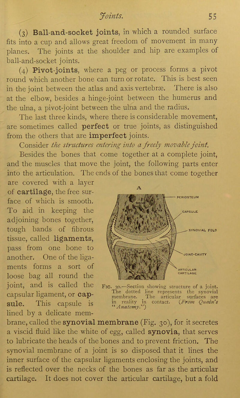 (3) Ball-and-socket joints, in which a rounded surface fits into a cup and allows great freedom of movement in many planes. The joints at the shoulder and hip are examples of ball-and-socket joints. (4) Pivot-joints, where a peg or process forms a pivot round which another bone can turn or rotate. This is best seen in the joint between the atlas and axis vertebrae. There is also at the elbow, besides a hinge-joint between the humerus and the ulna, a pivot-joint between the ulna and the radius. The last three kinds, where there is considerable movement, are sometimes called perfect or true joints, as distinguished from the others that are imperfect joints. Consider the structures e7itering into a freely movable joint. Besides the bones that come together at a complete joint, and the muscles that move the joint, the following parts enter into the articulation. The ends of the bones that come together are covered with a layer of cartilage, the free sur- face of which is smooth. To aid in keeping the adjoining bones together, tough bands of fibrous tissue, called ligaments, pass from one bone to another. One of the liga- ments forms a sort of loose bag all round the joint, and is called the capsular ligament, or cap- sule. This capsule is lined by a delicate mem- brane, called the synovial membrane (Fig. 30), for it secretes a viscid fluid like the white of egg, called synovia, that serves to lubricate the heads of the bones and to prevent friction. The synovial membrane of a joint is so disposed that it lines the inner surface of the capsular ligaments enclosing the joints, and is reflected over the necks of the bones as far as the articular cartilage. It does not cover the articular cartilage, but a fold A Fig. 30.—Section showing structure of a joint. The dotted line represents the synovial membrane. The articular surfaces are in reality in contact. {From Quain’s “ Anatomy.”')