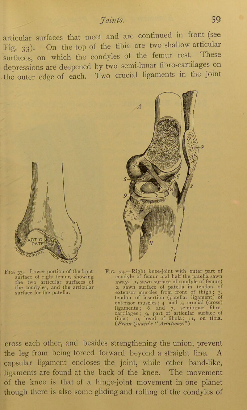 articular surfaces that meet and are continued in front (see Fig. 33). On the top of the tibia are two shallow articular surfaces, on which the condyles of the femur rest. Ihese depressions are deepened by two semi-lunar fibio-cartilages on the outer edge of each. Two crucial ligaments in the joint Fig. 33.—Lower portion of the front surface of right femur, showing the two articular surfaces of the condyles, and the articular surface for the patella. Fig. 34.—Right knee-joint v/ith outer part of condyle of femur and half the patella sawn away. 1, sawn surface of condyle of femur; 2, sawn surface of patella in tendon of extensor muscles from front of thigh; 3, tendon of insertion (patellar ligament) of extensor muscles ; 4 and 5, crucial (cross) ligaments; 6 and 7, semilunar fibro- cartilages; 9, part of articular surface of tibia; to, head of fibula; ii, on tibia. {From Quain’s 'Anatomy.”') cross each other, and besides strengthening the union, prevent the leg from being forced forward beyond a straight line. A capsular ligament encloses the joint, Avhile other band-like, ligaments are found at the back of the knee. The movement of the knee is that of a hinge-joint movement in one planet though there is also some gliding and rolling of the condyles of