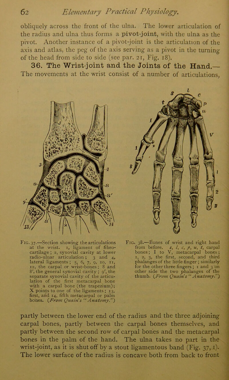 obliquely across the front of the ulna. The lower articulation of the radius and ulna thus forms a pivot-joint, with the ulna as the pivot. Another instance of a pivot-joint is the articulation of the axis and atlas, the peg of the axis serving as a pivot in the turning of the head from side to side (see par. 2r, Fig. i8). 36. The Wrist-joint and the Joints of the Hand.— The movements at the wrist consist of a number of articulations, Fig. 37.—Section showing the articulations at the wrist, i, ligament of fibro- cartilage ; 2, synovial cavity at lower radio-ulnar articulation; 3 and 4, lateral ligaments ; 5, 6, 7, 9, 10, ii, 12, the carpal or wrist-bones ; 8 and 8', the general synovial cavity ; 9', the separate synovial cavity of the articu- lation of the first metacarpal bone with a carpal bone (the trapezium); X points to one of the ligaments ; 13, first, and 14, fifth metacarpal or palm bones. (^From Quain's “Anatomy.”) Fig. 38.—leones of wrist and right hand from before, s, /, c, /, u, t, carpal bones; I to V, metacarpal bones; I, 2, 3, the first, second, and third phalanges of the little finger ; similarly for the other three fingers; i and 3 on other side the two phalanges of the thumb. t^From Quain’s “Anatomy.”) partly between the lower end of the radius and the three adjoining carpal bones, partly between the carpal bones themselves, and partly between the second row of carpal bones and the metacarpal bones in the palm of the hand. The ulna takes no part in the wrist-joint, as it is shutofif by a stout ligamentous band (Fig. 37, i). ; The lower surface of the radius is concave both from back to front