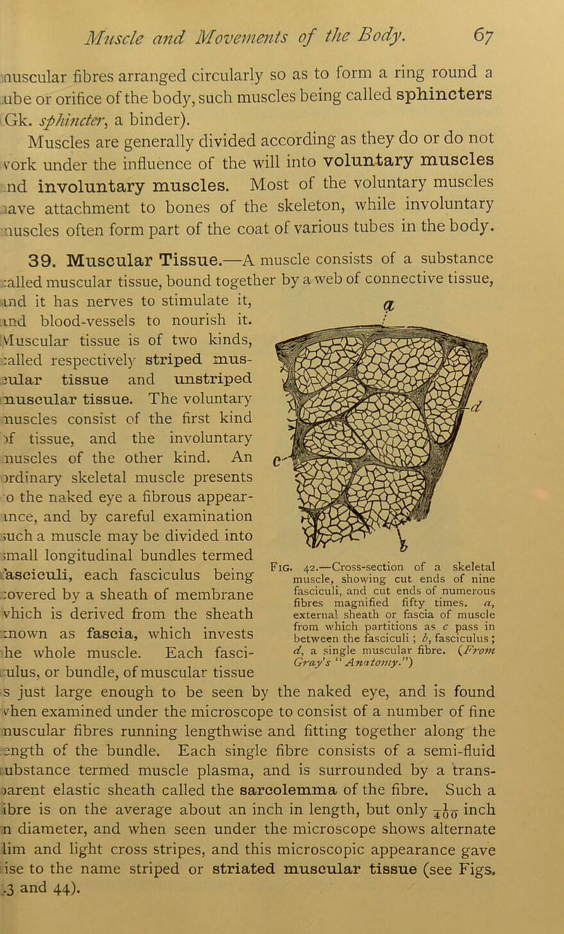 tiuscular fibres arranged circularly so as to form a ring round a ube or orifice of the body, such muscles being called sphincters iGk. sphincter., a binder). Muscles are generally divided according as they do or do not rork under the influence of the will into voluntary muscles ■ nd involuntary muscles. Most of the voluntary muscles aave attachment to bones of the skeleton, while involuntary nuscles often form part of the coat of various tubes in the body. 39. Muscular Tissue.—A muscle consists of a substance railed muscular tissue, bound together by a web of connective tissue, •ind it has nerves to stimulate it, and blood-vessels to nourish it. Muscular tissue is of two kinds, railed respectively striped mus- iular tissue and unstriped : muscular tissue. The voluntary nuscles consist of the first kind if tissue, and the involuntary nuscles of the other kind. An ordinary skeletal muscle presents :o the naked eye a fibrous appear- ince, and by careful examination such a muscle may be divided into ;mall longitudinal bundles termed ■'ascieuli, each fasciculus being covered by a sheath of membrane vhich is derived from the sheath mown as fascia, which invests he whole muscle. Each fasci- culus, or bundle, of muscular tissue s just large enough to be seen by the naked eye, and is found i^hen examined under the microscope to consist of a number of fine nuscular fibres running lengthwise and fitting together along the •ength of the bundle. Each single fibre consists of a semi-fluid lubstance termed muscle plasma, and is surrounded by a trans- larent elastic sheath called the sarcolemma of the fibre. Such a ibre is on the average about an inch in length, but only inch n diameter, and when seen under the microscope shows alternate lim and light cross stripes, and this microscopic appearance gave iise to the name striped or striated muscular tissue (see Figs, ,3 and 44). Fig. 42.—Cross-section of a skeletal muscle, showing cut ends of nine fasciculi, and cut ends of numerous fibres magnified fifty times, a, external sheath or fascia of muscle from which partitions as c pass in between the fasciculi; b, fasciculus ; d, a single muscular fibre. {_From Gray’s “ Anaio7uy.”)