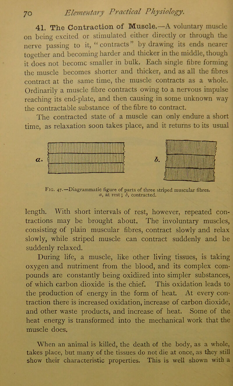 41. The Contraction of Muscle.—A voluntary muscle on being excited or stimulated either directly or through the nerve passing to it, “contracts” by drawing its ends nearer together and becoming harder and thicker in the middle, though it does not become smaller in bulk. Each single fibre forming the muscle becomes shorter and thicker, and as all the fibres contract at the same time, the muscle contracts as a whole. Ordinarily a muscle fibre contracts owing to a nervous impulse reaching its end-plate, and then causing in some unknown way the contractable substance of the fibre to contract. The contracted state of a muscle can only endure a short time, as relaxation soon takes place, and it returns to its usual Fig. 47.—Diagrammatic figure of parts of three striped muscular fibres. a, at rest; b, contracted. length. With short intervals of rest, however, repeated con- tractions may be brought about. The involuntary muscles, consisting of plain muscular fibres, contract slowly and relax slowly, while striped muscle can contract suddenly and be suddenly relaxed. During life, a muscle, like other living tissues, is taking oxygen and nutriment from the blood, and its complex com- pounds are constantly being oxidized into simpler substances, of which carbon dioxide is the chief. This oxidation leads to the production of energy in the form of heat At every con- traction there is increased oxidation, increase of carbon dioxide, and other waste products, and increase of heat. Some of the heat energy is transformed into the mechanical work that the muscle does. When an animal is killed, the death of the body, as a whole, takes place, but many of the tissues do not die at once, as they still show their characteristic properties. This is well shown with a