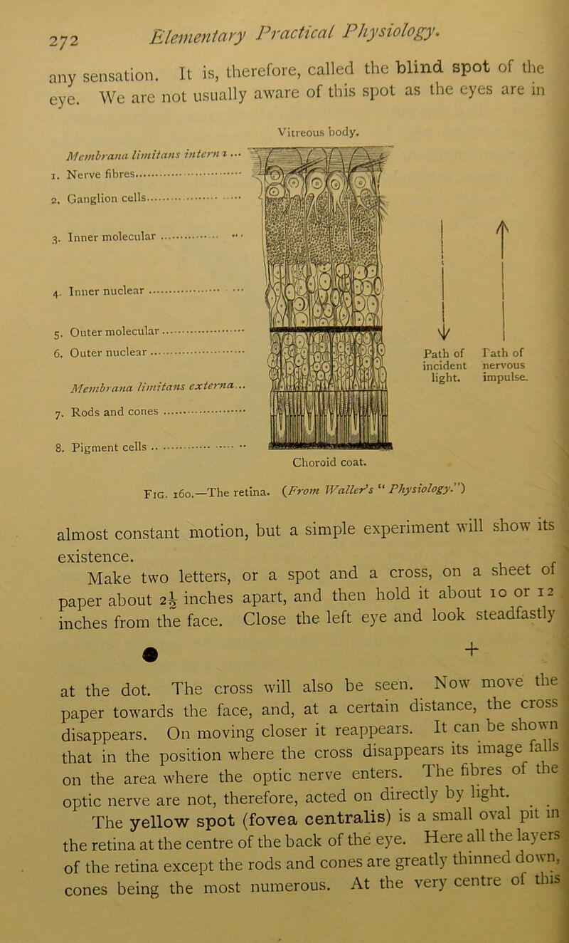 2<j2 Rleiuenictyy PvcicHcal Physiology. any sensation. It is, therefore, called the blind spot of the eye. We are not usually aware of this spot as the eyes are in Mevibrana limitans intent z ... :. Nerve fibres 2. Ganglion cells 3. Inner molecular 4. Inner nuclear 5. Outer molecular 6. Outer nuclear Meinbrana limitans extenia... 7. Rods and cones 8. Pigment cells Vitreous body. Choroid coat. V Path of Path of incident nervous light. impulse. Fig. j6o.—The retina. {From Waller's “ Physiology.') almost constant motion, but a simple experiment will show its 0xistcric6. Make two letters, or a spot and a cross, on a sheet of paper about 2^ inches apart, and then hold it about 10 or 12 inches from the face. Close the left eye and look steadfastly • + at the dot. The cross will also be seen. Now move the paper towards the face, and, at a certain distance, the cross disappears. On moving closer it reappears. It can be shown that in the position where the cross disappears its image falls on the area where the optic nerve enters. The fibres of the optic nerve are not, therefore, acted on directly by light. ^ ^ The yellow spot (fovea centralis) is a small oval pit in the retina at the centre of the back of the eye. Here all the layers of the retina except the rods and cones are greatly thinned doi\n, cones being the most numerous. At the very centre of this