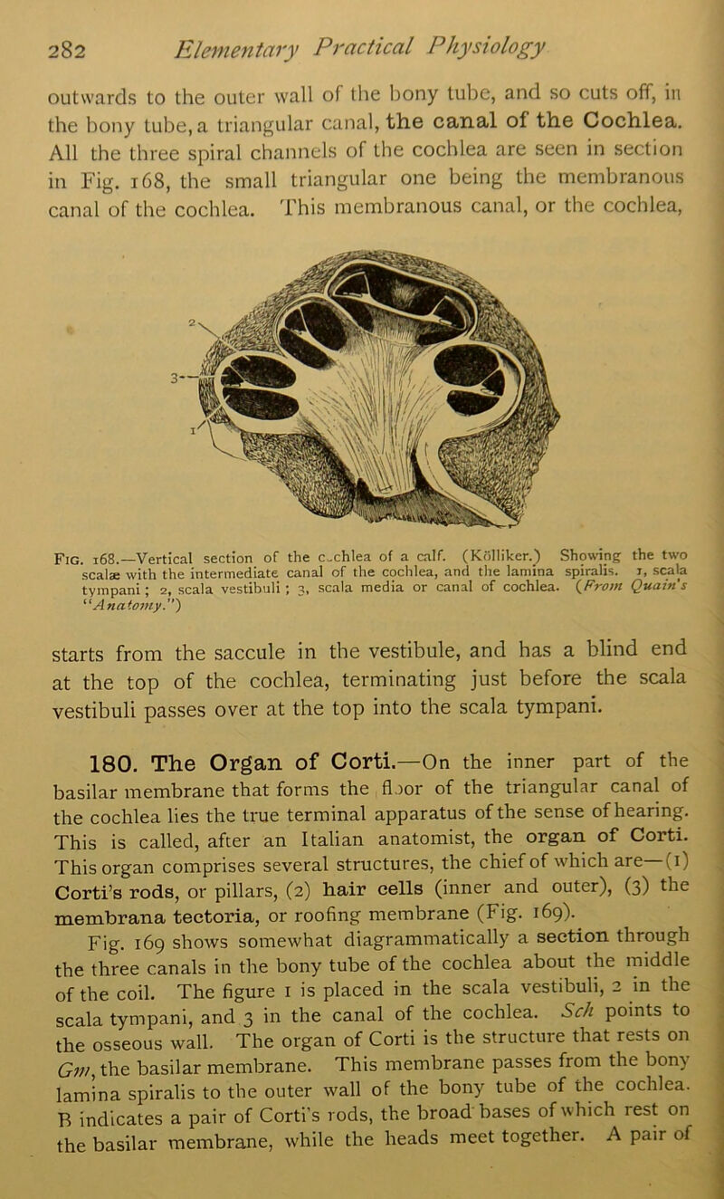 outwards to the outer wall of the bony tube, and so cuts off, in the bony tube, a triangular canal, the canal of the Cochlea. All the three spiral channels of the cochlea are seen in section in Fig. 168, the small triangular one being the membranous canal of the cochlea. This membranous canal, or the cochlea, Fig. i68.—Vertical section of the c-chlea of a calf. (Kfilliker.) Showing the two scalae with the intermediate canal of the cochlea, and the lamina spiralis, i, scala tympani; 2, scala vestibuli ; 3, scala media or canal of cochlea. {From Quain’s “Anatomy.) starts from the saccule in the vestibule, and has a blind end at the top of the cochlea, terminating just before the scala vestibuli passes over at the top into the scala tympani. 180. The Organ of Corti.—On the inner part of the basilar membrane that forms the floor of the triangular canal of the cochlea lies the true terminal apparatus of the sense of hearing. This is called, after an Italian anatomist, the organ of Corti. This organ comprises several structures, the chief of which are—(i) Corti’s rods, or pillars, (2) hair cells (inner and outer), (3) the membrana tectoria, or roofing membrane (Fig. 169). Fig. 169 shows somewhat diagrammatically a section through the three canals in the bony tube of the cochlea about the rniddle of the coil. The figure i is placed in the scala vestibuli, 2 in the scala tympani, and 3 in the canal of the cochlea. Sell points to the osseous wall. The organ of Corti is the structure that rests on Gw, the basilar membrane. This membrane passes from the bony lamina spiralis to the outer wall of the bony tube of the cochlea. B indicates a pair of Corti’s rods, the broad bases of which rest on the basilar membrane, while the heads meet together. A pair of