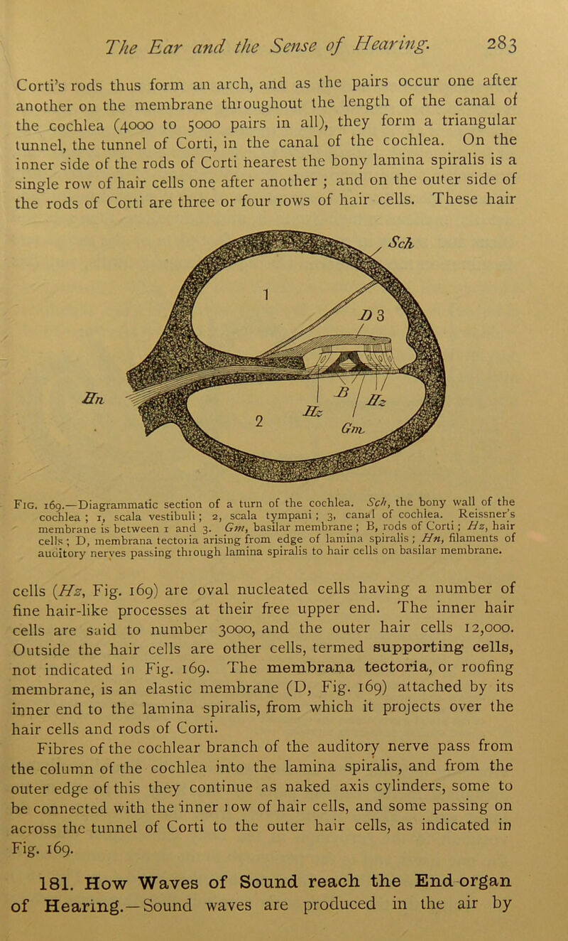 Corti’s rods thus form an arch, and as the pairs occur one after another on the membrane throughout the length of the canal of the cochlea (4000 to 5000 pairs in all), they form a triangular tunnel, the tunnel of Corti, in the canal of the cochlea. On the inner side of the rods of Corti nearest the bony lamina spiralis is a single row of hair cells one after another ; and on the outer side of the rods of Corti are three or four rows of hair cells. These hair Fig. 169.—Diagrammatic section of a turn of the cochlea. Sch, the bony wall of the cochlea ; i, scala vestibuli; 2, scala tympani ; 3. canal of cochlea. Reissner s membrane is between i and 3. trw, basilar membrane j B, rods of Corti; hair cells; D, membrana tectoiia arising from edge of larnina spiralis; Hn, filaments of auditory nerves passing through lamina spiralis to hair cells on basilar membrane. cells {Hz, Fig. 169) are oval nucleated cells having a number of fine hair-like processes at their free upper end. The inner hair cells are said to number 3000, and the outer hair cells 12,000. Outside the hair cells are other cells, termed supporting cells, not indicated in Fig. 169. The membrana tectoria, or roofing membrane, is an elastic membrane (D, Fig. 169) attached by its inner end to the lamina spiralis, from which it projects over the hair cells and rods of Corti. Fibres of the cochlear branch of the auditory nerve pass from the column of the cochlea into the lamina spiralis, and from the outer edge of this they continue as naked axis cylinders, some to be connected with the inner 1 ow of hair cells, and some passing on across the tunnel of Corti to the outer hair cells, as indicated in Fig. 169. 181. How Waves of Sound reach the End organ of Hearing.—Sound waves are produced in the air by