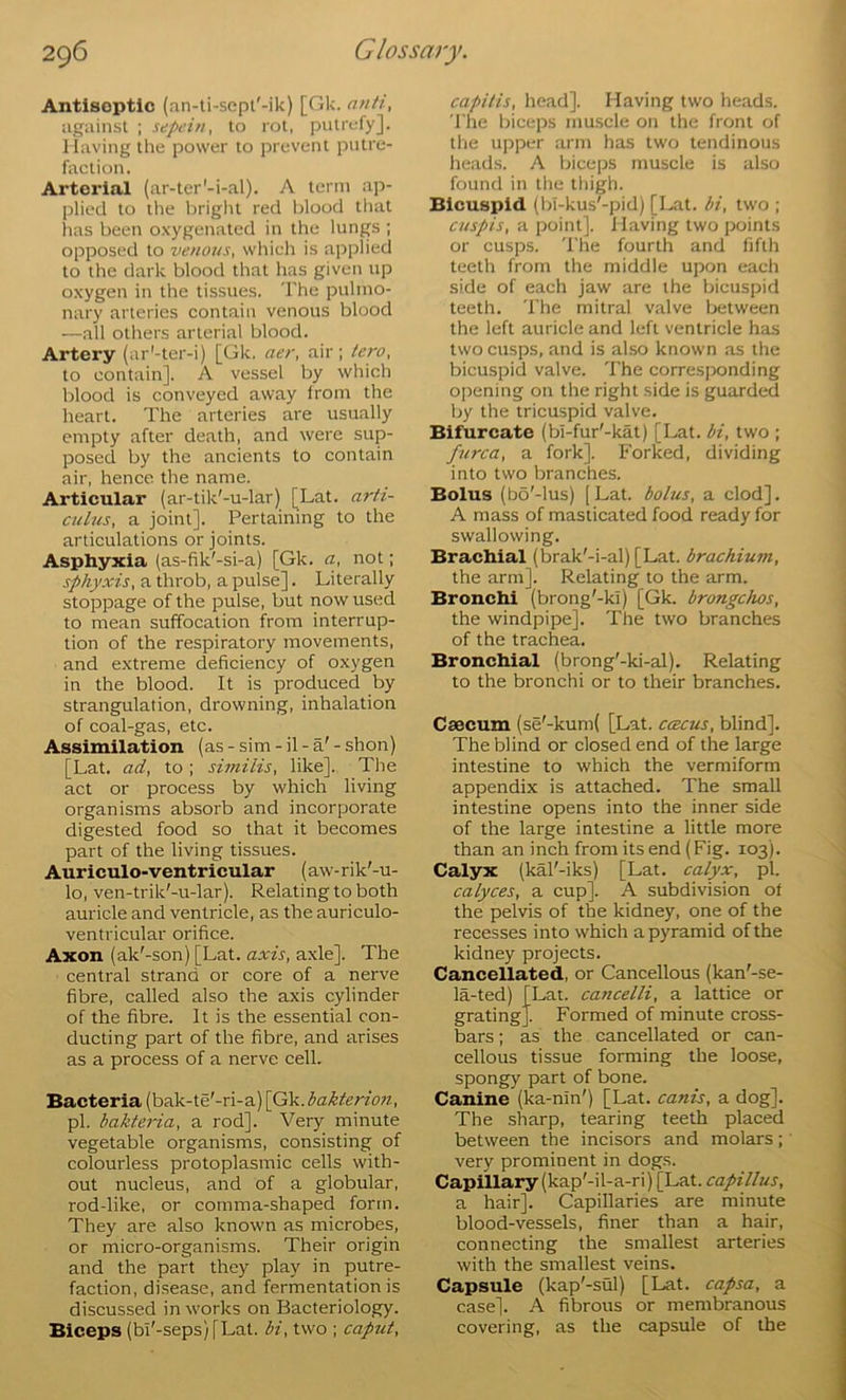 Antiseptic (an-ti-sepl'-ik) [Gk. anti, iigainst ; sepcitt, to rot, puirufy]. Having the power to prevent putre- faction. Arterial (ar-ter'-i-al). A term ap- plied to the briglU red blood that has been oxygenated in the lungs ; opposed to venous, which is applied to the dark blood that has given up oxygen in the tissues. The pulmo- nary arteries contain venous blood —all others arterial blood. Artery (ar'-ter-i) [Gk. aer, air; tero, to contain]. A vessel by which blood is conveyed away from the heart. The arteries are usually empty after death, and were sup- posed by the ancients to contain air, hence the name. Articular (ar-tik'-u-lar) [^Lat. arti- cuhis, a joint]. Pertaining to the articulations or joints. Asphyxia (as-fik'-si-a) [Gk. a, not; sphyxis, a throb, a pulse]. Literally stoppage of the pulse, but now used to mean suffocation from interrup- tion of the respiratory movements, and extreme deficiency of oxygen in the blood. It is produced by strangulation, drowning, inhalation of coal-gas, etc. Assimilation (as-sim-il-a'-shon) [Lat. ad, to ; sUnilis, like]. The act or process by which living organisms absorb and incorporate digested food so that it becomes part of the living tissues. Auriculo-ventricular (aw-rik'-u- lo, ven-trik'-u-lar). Relating to both auricle and ventricle, as the auriculo- ventricular orifice. Axon (ak'-son) [Lat. axis, axle]. The central strand or core of a nerve fibre, called also the axis cylinder of the fibre. It is the essential con- ducting part of the fibre, and arises as a process of a nerve cell. Bacteria (bak-te'-ri-a) [G\<..bakterio7i, pi. bakteria, a rod]. Very minute vegetable organisms, consisting of colourless protoplasmic cells with- out nucleus, and of a globular, rod-like, or comma-shaped form. They are also known as microbes, or micro-organisms. Their origin and the part they play in putre- faction, disease, and fermentation is discussed in works on Bacteriology. Biceps (bi'-seps)[Lat. bi, two ; caput. capitis, head]. Having two heads. 'J'he biceps mu.scle on the front of the upper arm has two tendinous heads. A biceps muscle is also found in the thigh. Bicuspid (bi-kus'-pid) [Lat. bi, two ; ctispis, a point]. Having two points or cusps. The fourth and fifth teeth from the middle upon each side of each jaw are the bicuspid teeth. The mitral valve between the left auricle and left ventricle has two cusps, and is also known as the bicuspid valve. The corresponding o|5ening on the right side is guarded by the tricuspid valve. Bifurcate (bi-fur'-kat) [Lat. bi, two ; furca, a fork]. Forked, dividing into two branches. Bolus (bd'-lus) [Lat. bolus, a clod]. A mass of masticated food ready for swallowing. Brachial (brak'-i-al)[Lat. brachium, the arm]. Relating to the arm. Bronchi (brong'-ki) [Gk. brongchos, the windpipe]. The two branches of the trachea. Bronchial (brong'-ki-al). Relating to the bronchi or to their branches. Caecum (se'-kum{ [Lat. ccbcus, blind]. The blind or closed end of the large intestine to which the vermiform appendix is attached. The small intestine opens into the inner side of the large intestine a little more than an inch from its end (Fig. 103). Calyx (kal'-iks) [Lat. calyx, pi. calyces, a cup]. A subdivision of the pelvis of the kidney, one of the recesses into which a pyramid of the kidney projects. Cancellated, or Cancellous (kan'-se- la-ted) [Lat. cancelli, a lattice or grating]! Formed of minute cross- bars ; as the cancellated or can- cellous tissue forming the loose, spongy part of bone. Canine (ka-nin') [Lat, canis, a dog]. The sharp, tearing teeth placed between the incisors and molars; very prominent in dogs. Capillary (kap'-il-a-ri) [Lat. capillus, a hair]. Capillaries are minute blood-vessels, finer than a hair, connecting the smallest arteries with the smallest veins. Capsule (kap'-sul) [Lat. capsa, a case]. A fibrous or membranous covering, as the capsule of the