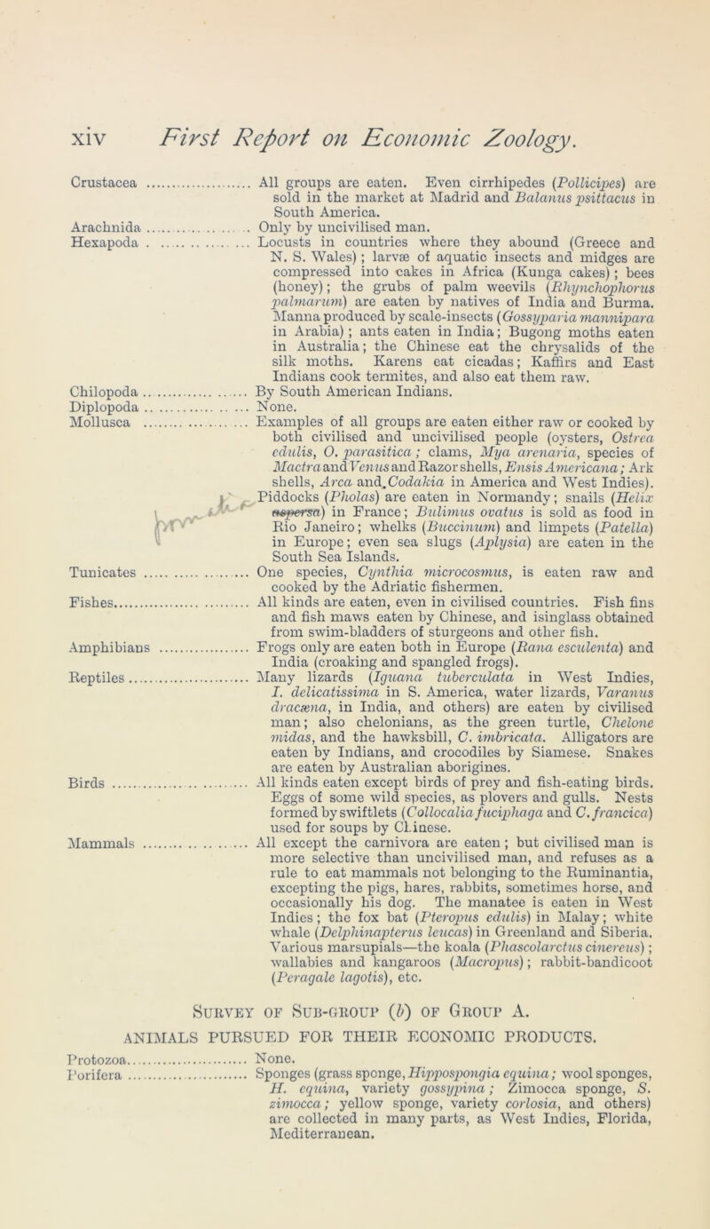 Crustacea All groups are eaten. Even cirrhipedes (Pollicipes) are sold in the market at Madrid and Balanus psittacus in South America. Arachnida Only by uncivilised man. Hexapoda Locusts in countries where they abound (Greece and N. S. Wales); larvse of aquatic insects and midges are compressed into cakes in Africa (Kunga cakes); bees (honey); the grubs of palm weevils (Rhynchophorus palmarum) are eaten by natives of India and Burma. Manna produced by scale-insects (Gossyparia mannipara in Arabia) ; ants eaten in India; Bugong moths eaten in Australia; the Chinese eat the chrysalids of the silk moths. Karens eat cicadas; Kaffirs and East Indians cook termites, and also eat them raw. Chilopoda By South American Indians. Diplopoda None. Mollusca Examples of all groups are eaten either raw or cooked by both civilised and uncivilised people (oysters, Ostrea cclidis, 0. parasitica; clams, Mya arcnaria, species of Mactra and Venus and Razor shells, Ensis Americana; Ark shells, Area and.Coclahia in America and West Indies), i Piddocks (Pholas) are eaten in Normandy; snails (Helix mpe-rsa) in France; Bulimus ovatus is sold as food in Rio Janeiro; whelks (Buccinum) and limpets (Patella) in Europe; even sea slugs (Aplysia) are eaten in the South Sea Islands. Tunicates One species, Cynthia microcosvms, is eaten raw and cooked by the Adriatic fishermen. Fishes All kinds are eaten, even in civilised countries. Fish fins and fish maws eaten by Chinese, and isinglass obtained from swim-bladders of sturgeons and other fish. Amphibians Frogs only are eaten both in Europe (Rana csculenta) and India (croaking and spangled frogs). Reptiles Many lizards (Iguana tubcrculata in West Indies, I. clelicatissima in S. America, water lizards, Varanus dracaena, in India, and others) are eaten by civilised man; also chelonians, as the green turtle, Chelonc miclas, and the hawksbill, C. imbricata. Alligators are eaten by Indians, and crocodiles by Siamese. Snakes are eaten by Australian aborigines. Birds All kinds eaten except birds of prey and fish-eating birds. Eggs of some wild species, as plovers and gulls. Nests formed by swiftlets (Collocaliafucipliaga and C.francica) used for soups by CLiaese. Mammals All except the carnivora are eaten; but civilised man is more selective than uncivilised man, and refuses as a rule to eat mammals not belonging to the Ruminantia, excepting the pigs, hares, rabbits, sometimes horse, and occasionally his dog. The manatee is eaten in West Indies; the fox bat (PteropiLS cclulis) in Malay; white whale (Dclpliinaptcrus leucas) in Greenland and Siberia. Various marsupials—the koala (Pliascolarctus cinercus); wallabies and kangaroos (Macropus); rabbit-bandicoot (Pcragale lagotis), etc. Survey of Sub-group (b) of Group A. ANIMALS PURSUED FOR THEIR ECONOMIC PRODUCTS. Protozoa None. Porifera Sponges (grass sponge, Hippospongia equina; wool sponges, H. equina, variety gossypina; Zimocca sponge, S. zimocca; yellow sponge, variety corlosia, and others) are collected in many parts, as West Indies, Florida, Mediterranean.