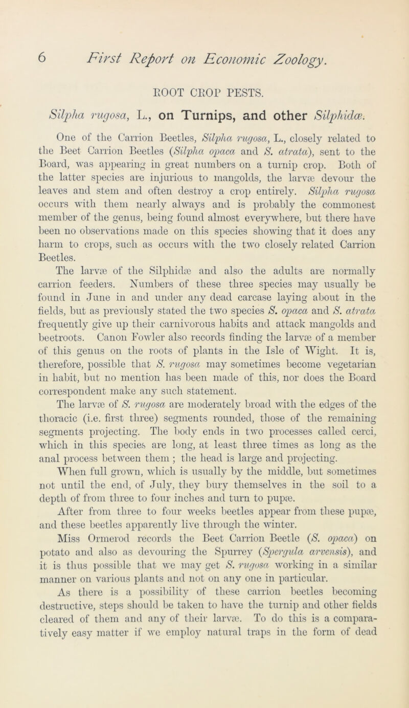 HOOT CROP PESTS. Silplia rugoset, L., on Turnips, and other Silphidce-. One of the Carrion Beetles, Silplia rugosa, L., closely related to the Beet Carrion Beetles (Silplia opaca and S. cctrata), sent to the Board, was appearing in great numbers on a turnip crop. Both of the latter species are injurious to mangolds, the larvae devour the leaves and stem and often destroy a crop entirely. Silplia rugosa occurs with them nearly always and is probably the commonest member of the genus, being found almost everywhere, but there have been no observations made on this species showing that it does any harm to crops, such as occurs with the two closely related Carrion Beetles. The larvae of the Silpliidae and also the adults are normally carrion feeders. Numbers of these three species may usually Be found in June in and under any dead carcase laying about in the fields, but as previously stated the two species S. opaca and S. atrata frequently give up their carnivorous habits and attack mangolds and beetroots. Canon Fowler also records finding the larvae of a member of this genus on the roots of plants in the Isle of Wight. It is, therefore, possible that S. rugosa may sometimes become vegetarian in habit, but no mention has been made of this, nor does the Board correspondent make any such statement. The larvae of S. rugosa are moderately broad with the edges of the thoracic (i.e. first three) segments rounded, those of the remaining segments projecting. The body ends in two processes called cerci, which in this species are long, at least three times as long as the anal process between them ; the head is large and projecting. When full grown, which is usually by the middle, but sometimes not until the end, of July, they bury themselves in the soil to a depth of from three to four inches and turn to pupa?. After from three to four weeks beetles appear from these pupae, and these beetles apparently live through the winter. Miss Ormerod records the Beet Carrion Beetle (S. opaca) on potato and also as devouring the Spurrey (Spcrgula arvensis), and it is thus possible that we may get S. rugosa working in a similar manner on various plants and not on any one in particular. As there is a possibility of these carrion beetles becoming destructive, steps should be taken to have the turnip and other fields cleared of them and any of their larvae. To do this is a compara- tively easy matter if we employ natural traps in the form of dead