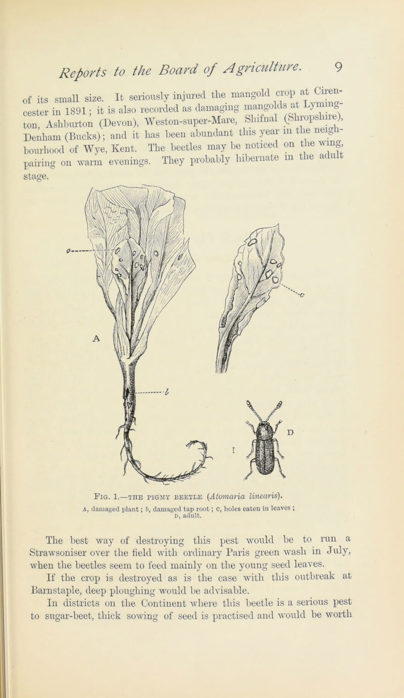 of its small size. It seriously injured the mangold crop at Cmen- cester in 1891; it is also recorded as damaging mango ds at Lym ton, Ashburton (Devon), Weston-super-Mare, Sliifnal (. h ops ), Denham (Bucks); and it has been abundant this year m the neig - bourhood of Wye, Kent. The beetles may be noticed on the wing pairing on warm evenings. They probably hibernate in the adult stage. a Fig. 1.—the pigmy beetle (.Atomaria linearis). A, damaged plant; b, damaged tap root; C, holes eaten in leaves ; D, adult. The best way of destroying this pest would be to run a Strawsoniser over the field with ordinary Paris green wash in July, when the beetles seem to feed mainly on the young seed leaves. If the crop is destroyed as is the case with this outbreak at Barnstaple, deep ploughing would be advisable. In districts on the Continent where this beetle is a serious pest to sugar-beet, thick sowing of seed is practised and would be worth