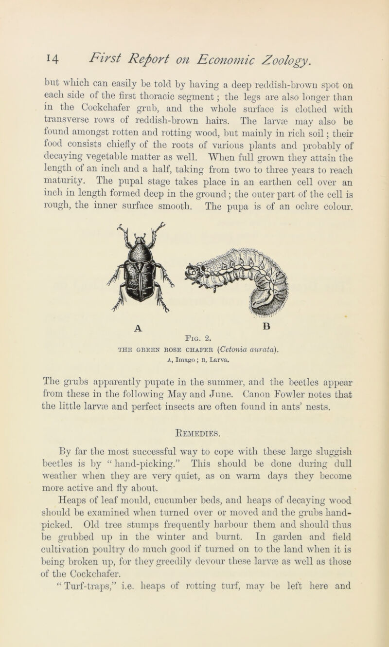 but which can easily be told by having a deep reddish-brown spot on each side of the first thoracic segment; the legs are also longer than in the Cockchafer grub, and the whole surface is clothed with transverse rows ol reddish-brown hairs. The larvae may also be found amongst rotten and rotting wood, but mainly in rich soil; their food consists chiefly of the roots of various plants and probably of decaying vegetable matter as well. When full grown they attain the length of an inch and a half, taking from two to three years to reach maturity. The pupal stage takes place in an earthen cell over an inch in length formed deep in the ground ; the outer part of the cell is rough, the inner surface smooth. The pupa is of an ochre colour. A » Fig. 2. THE GREEN ROSE CHAFER (Cctonici ClUrata). A, Imago ; B, Larva. The grubs apparently pupate in the summer, and the beetles appear from these in the following May and June. Canon Fowler notes that the little larvie and perfect insects are often found in ants’ nests. Remedies. By far the most successful way to cope with these large sluggish beetles is by “ hand-picking.” This should be done during dull weather when they are very cpiiet, as on warm days they become more active and fly about. Heaps of leaf mould, cucumber beds, and heaps of decaying wood should be examined when turned over or moved and the grubs hand- picked. Old tree stumps frecpiently harbour them and should thus be grubbed up in the winter and burnt. In garden and field cultivation poultry do much good if turned on to the land when it is being broken up, for they greedily devour these larvre as well as those of the Cockchafer. “ Turf-traps,” i.e. heaps of rotting turf, may be left here and