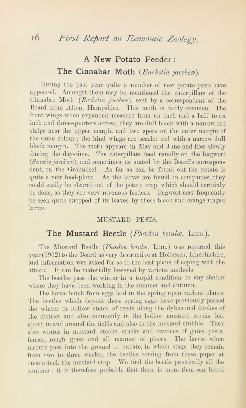 A New Potato Feeder : The Cinnabar Moth (Euchelia jacobece). During the past year cpiite a number of new potato pests have appeared. Amongst them may be mentioned the caterpillars of the Cinnabar Moth (.Euchelia jacobece), sent by a correspondent of the Board from Alton, Hampshire. This moth is fairly common. The front wings when expanded measure from an inch and a half to an inch and three-quarters across; they are dull black with a narrow red stripe near the upper margin and two spots on the outer margin of the same colour; the hind wings are scarlet red with a narrow dull black margin. The moth appears in May and June and flies slowly during the day-time. The caterpillars feed usually on the Ragwort (Senecio jctcobcecc), and sometimes, as stated by the Board’s correspon- dent, on the Groundsel. As far as can be found out the potato is quite a new food-plant. As the larvae are found in companies, they could easily be cleared out of the potato crop, which should certainly be done, as they are very ravenous feeders. Ragwort may frequently be seen quite stripped of its leaves by these black and orange ringed larvae. MUSTARD PESTS. The Mustard Beetle (Phcedon betulce, Linn.). The Mustard Beetle (Phcedon betulce, Linn.) was reported this year (1902) to the Board as very destructive at Holbeacli, Lincolnshire, and information was asked for as to the best plans of coping with the attack. It can be materially lessened by various methods. The beetles pass the winter in a torpid condition in any shelter where they have been working in the summer and autumn. The larvae hatch from eggs laid in the spring upon various plants. The beetles which deposit these spring eggs have previously passed the winter in hollow stems of reeds along the dykes and ditches of the district and also commonly in the hollow mustard stocks left about in and around the fields and also in the mustard stubble. They also winter in mustard stacks, cracks and crevices of gates, posts, fences, rough grass and all manner of places. The larvae when mature pass into the ground to pupate, in which stage they remain from two to three weeks; the beetles coming from these pupae at once attack the mustard crop. We find the beetle practically all the summer: it is therefore probable that there is more than one brood