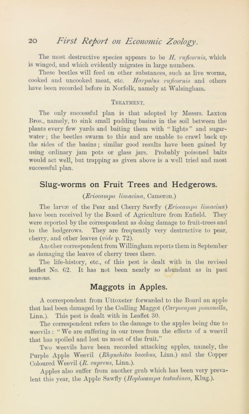 Tlie most destructive species appears to be If. ruficornis, which is winged, and which evidently migrates in large numbers. These beetles will feed on other substances, such as live worms, cooked and uncooked meat, etc. Harpalus ruficornis and others have been recorded before in Norfolk, namely at Walsingham. Treatment. The only successful plan is that adopted by Messrs. Laxton Bros., namely, to sink small pudding basins in the soil between the plants every few yards and baiting them with “ lights ” and sugar- water ; the beetles swarm to this and are unable to crawl back up the sides of the basins ; similar good results have been gained by using ordinary jam pots or glass jars. Probably poisoned baits would act well, but trapping as given above is a well tried and most successful plan. Slug-worms on Fruit Trees and Hedgerows. (Eriocampct limacina, Cameron.) The larvae of the Pear and Cherry Sawfly (Eriocampa limacina) have been received by the Board of Agriculture from Enfield. They were reported by the correspondent as doing damage to fruit-trees and to the hedgerows. They are frequently very destructive to pear, cherry, and other leaves (vide p. 72). Another correspondent from Willingham reports them in September as damaging the leaves of cherry trees there. The life-history, etc., of this pest is dealt with in the revised leaflet No. G2. It has not been nearly so abundant as in past seasons. Maggots in Apples. A correspondent from Uttoxeter forwarded to the Board an apple that had been damaged by the Codling Maggot (Carpoccipsa pomonclla, Linn.). This pest is dealt with in Leaflet 30. The correspondent refers to the damage to the apples being clue to weevils : “ We are suffering in our trees from the effects of a weevil that has spoiled and lost us most of the fruit.” Two weevils have been recorded attacking apples, namely, the Purple Apple Weevil (Rhynchites bacclius, Linn.) and the Copper Coloured Weevil (If cuprous, Linn.). Apples also suffer from another grub which has been very preva- lent this year, the Apple Sawfly (Hoplocampa tcstudinca, Klug.).