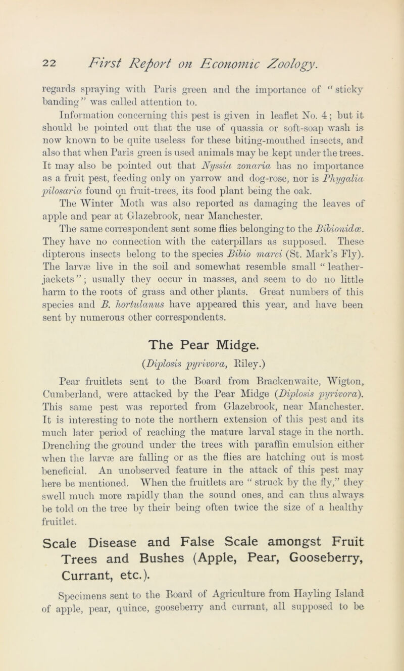 regards spraying with Paris green and the importance of “ sticky banding ” wras called attention to. Information concerning this pest is given in leaflet No. 4; but it should be pointed out that the use of quassia or soft-soap wash is now known to be quite useless for these biting-mouthed insects, and also that when Paris green is used animals may be kept under the trees. It may also be pointed out that Nyssia zonarict has no importance as a fruit pest, feeding only on yarrow and dog-rose, nor is Phygalia pilosarict found on fruit-trees, its food plant being the oak. The Winter Moth was also reported as damaging the leaves of apple and pear at Glazebrook, near Manchester. The same correspondent sent some flies belonging to the Bibionidce. They have no connection with the caterpillars as supposed. These dipterous insects belong to the species Bibio marci (St. Mark’s Fly). The lar vm live in the soil and somewhat resemble small “ leather- jackets”; usually they occur in masses, and seem to do no little harm to the roots of grass and other plants. Great numbers of this species and B. liortulcinus have appeared this year, and have been sent by numerous other correspondents. The Pear Midge. (Diplosis pyrivora, Piley.) Pear fruitlets sent to the Board from Brackenwaite, Wigton, Cumberland, were attacked by the Pear Midge (.Diplosis pyrivora). This same pest was reported from Glazebrook, near Manchester. It is interesting to note the northern extension of this pest and its much later period of reaching the mature larval stage in the north. Drenching the ground under the trees with paraffin emulsion either when the larvae are falling or as the flies are hatching out is most beneficial. An unobserved feature in the attack of this pest may here be mentioned. When the fruitlets are “ struck by the fly,” they swell much more rapidly than the sound ones, and can thus always be told on the tree by their being often twice the size of a healthy fruitlet. Scale Disease and False Scale amongst Fruit Trees and Bushes (Apple, Pear, Gooseberry, Currant, etc.). Specimens sent to the Board of Agriculture from Hayling Island of apple, pear, quince, gooseberry and currant, all supposed to be