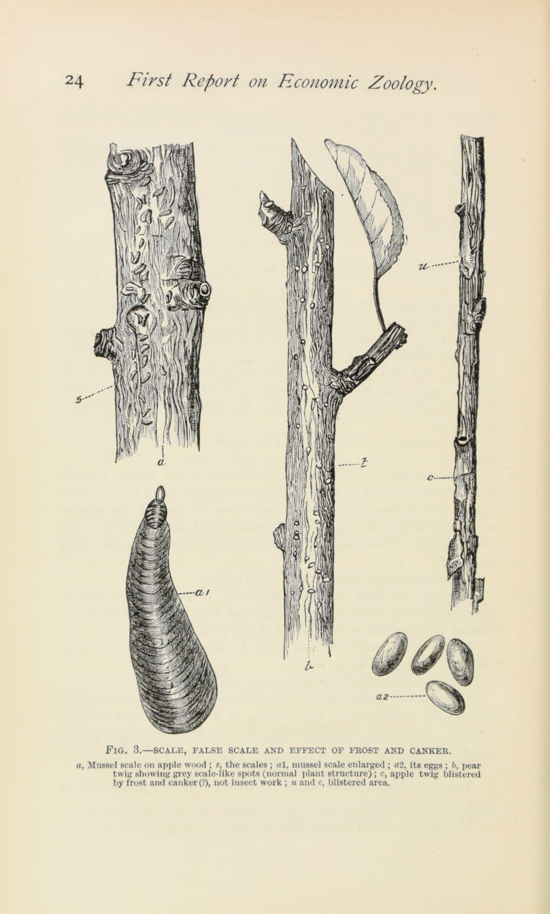 Fig. 3.—scale, false scale and effect of frost and canker. a, Mussel scale on apple wood ; s, the scales ; ol, mussel scale enlarged ; «2, its eggs ; b, pear twig showing grey scale-like spots (normal plant structure); c, apple twig blistered by frost and canker (?), not insect work ; u and c, blistered area.